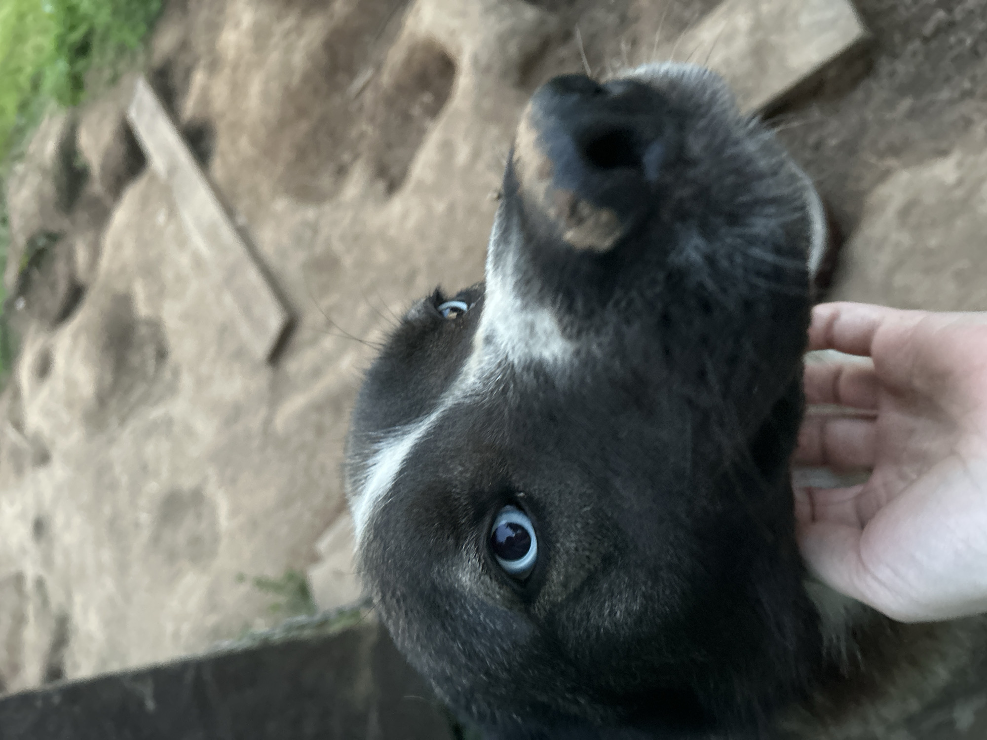 A close-up, shallow depth-of-field shot captures the face of a dark-furred dog with striking blue eyes. The dog's head is tilted upwards and to the right, with its snout in sharp focus and slightly dirty. A white blaze runs down its forehead. A human hand is gently supporting the dog's chin. The background is blurred and appears to be an outdoor environment with dirt, some wooden planks, and greenery. The lighting suggests it is daytime. The scene is devoid of any recognizable landmarks or features that would specifically place it within the city of Фоки, Russia.