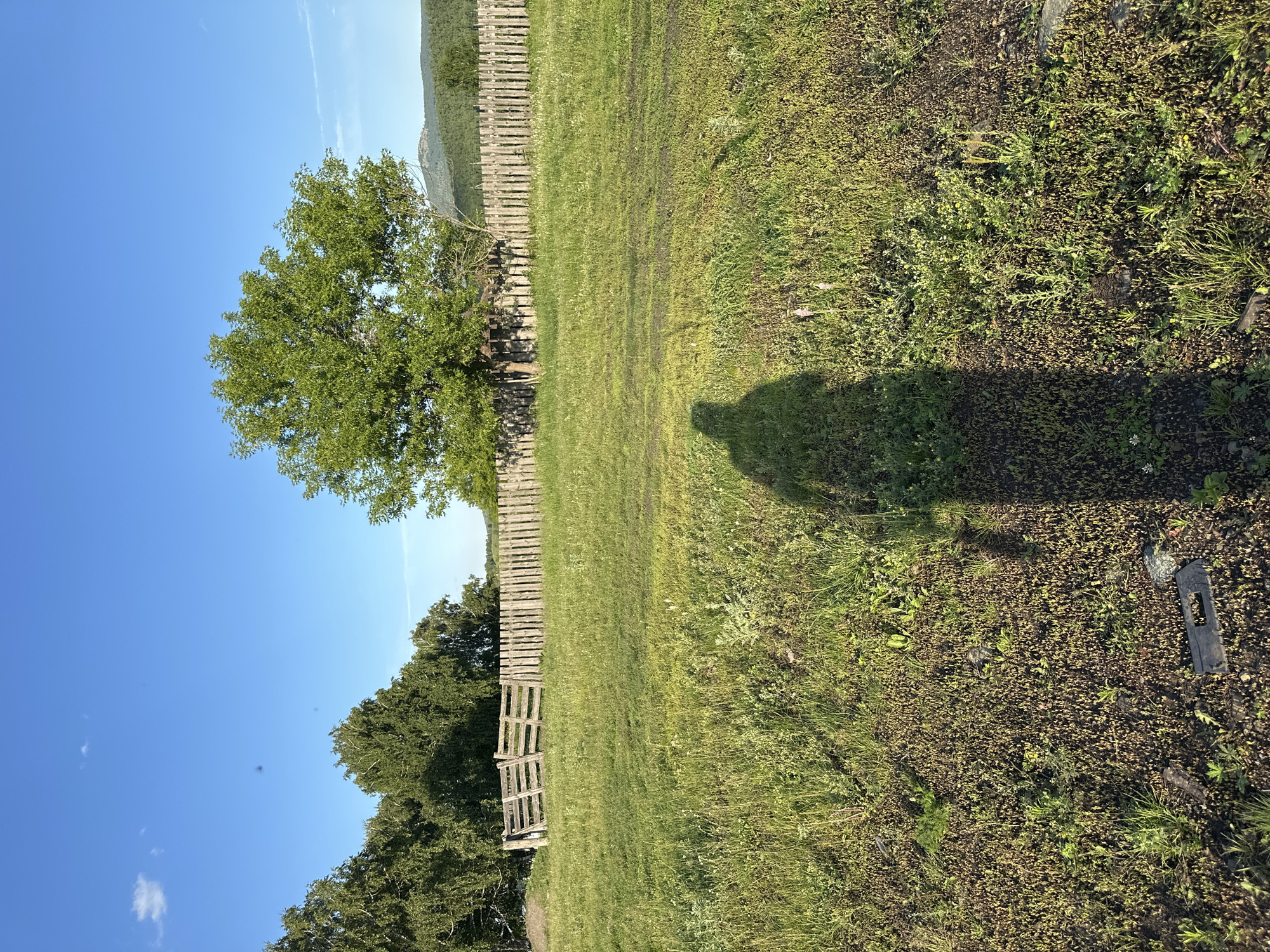 The image depicts a rural landscape on a bright, sunny day, likely in the late afternoon or early evening given the long shadows. The scene is dominated by a lush green grassy field, with some areas appearing more dry and sparse, dotted with small green plants and some wildflowers. A wooden fence runs horizontally across the middle ground, appearing weathered and aged. To the left of the fence, a large, leafy green tree stands prominently, casting a long shadow across the field. Further left, a dense line of trees forms the edge of the landscape.
In the foreground and right side of the image, a prominent shadow of a person is cast across the grass. This shadow suggests the presence of a photographer or someone standing in the scene. A small wooden gate, also weathered, is visible within the fence line, suggesting a pathway or entrance. A few small, dark objects are scattered on the ground to the right, possibly debris or natural elements. In the background, distant hills or mountains are visible under a clear blue sky, with a few wispy white clouds. The overall impression is one of a peaceful, natural setting on a pleasant day. There is no visible text in the image.