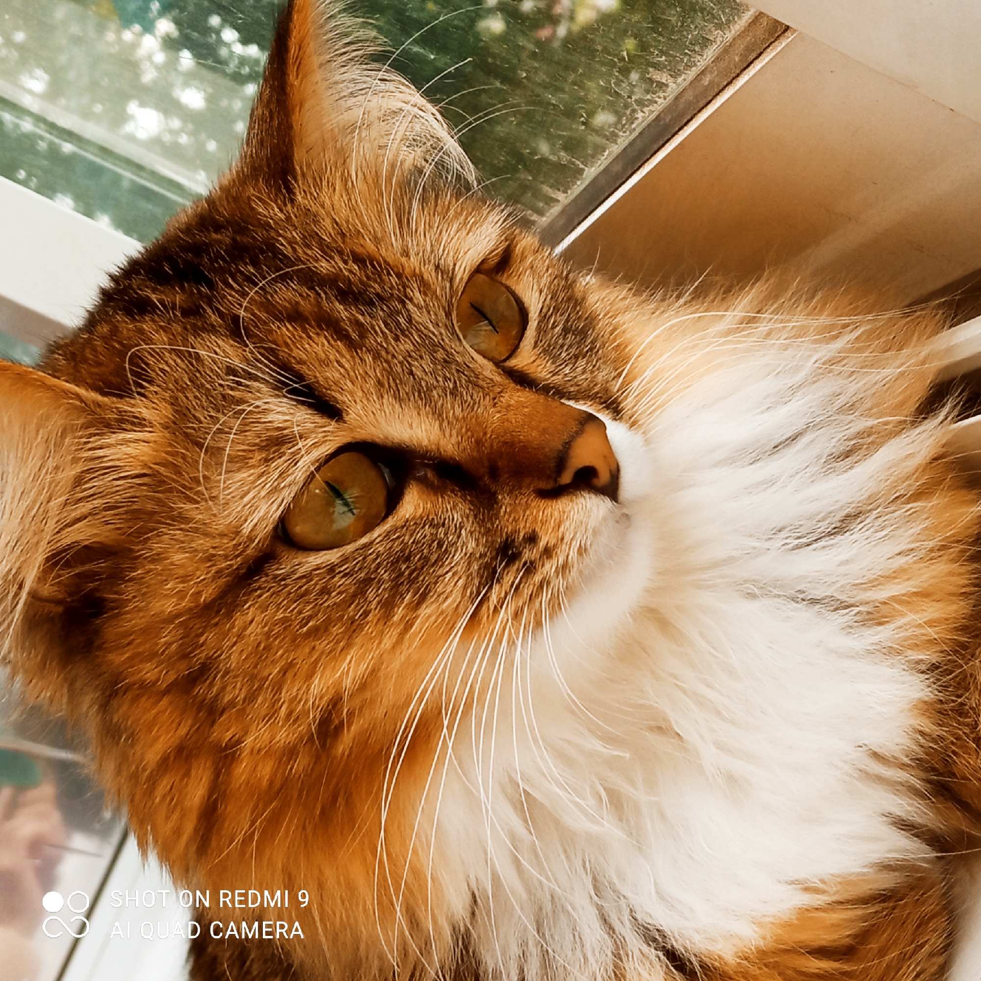 A close-up, eye-level, eye-level, outdoor, natural light, full shot of an orange and white cat. The cat is lying on a windowsill, looking upwards and to the right. The cat has large, golden eyes, a pink nose, and long white whiskers. The cat's fur is long and fluffy, with stripes of orange and brown. In the background, there is a blurred view of green foliage, suggesting the cat is near a window overlooking a garden or park. The image has a shallow depth of field, with the cat's face in sharp focus and the background out of focus. The bottom left corner of the image contains a watermark that reads "SHOT ON REDMI 9 AI QUAD CAMERA." The specific location within the city of Chaikovsky, Russia cannot be determined from the image alone.