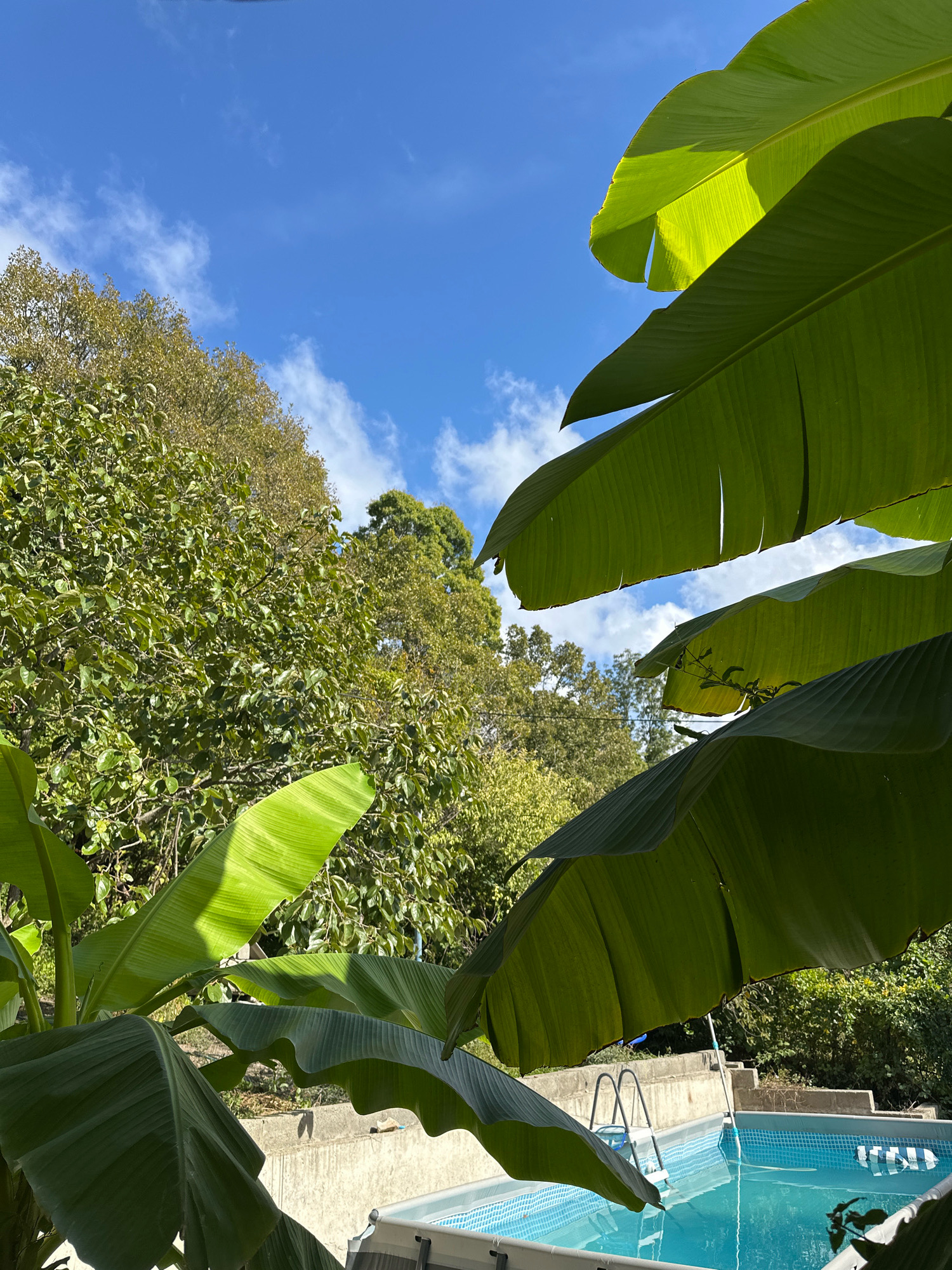 A view of a backyard with lush green foliage in the foreground and midground, framing an above-ground swimming pool. The sky above is a vibrant blue with scattered white clouds. The swimming pool is partially visible, with its blue tiled interior filled with clear water. A metal ladder leads into the pool. In the background, dense trees provide a verdant backdrop. The image captures a sunny day, likely in a residential setting. The location is identified as Lermontovo, Russia.