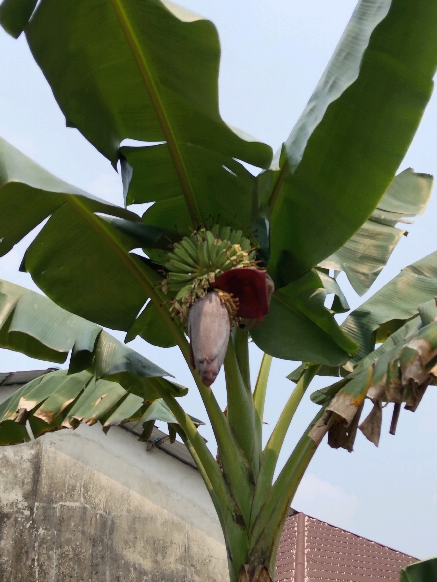 In Arang Limbung, Indonesia, a banana tree stands against a pale blue sky. The tree's large, green leaves spread out, some showing signs of drying and browning at the edges. A cluster of young green bananas hangs from the tree, and below them, a dark red banana blossom is visible, with a pale purple bud hanging downwards. The tree trunk, composed of stacked leaf sheaths, is green and thick. In the background, the roof of a house with reddish-brown tiles is partially visible, and to the left, a weathered, off-white wall of another building extends upwards. The overall scene depicts a typical tropical environment with elements of both nature and man-made structures.