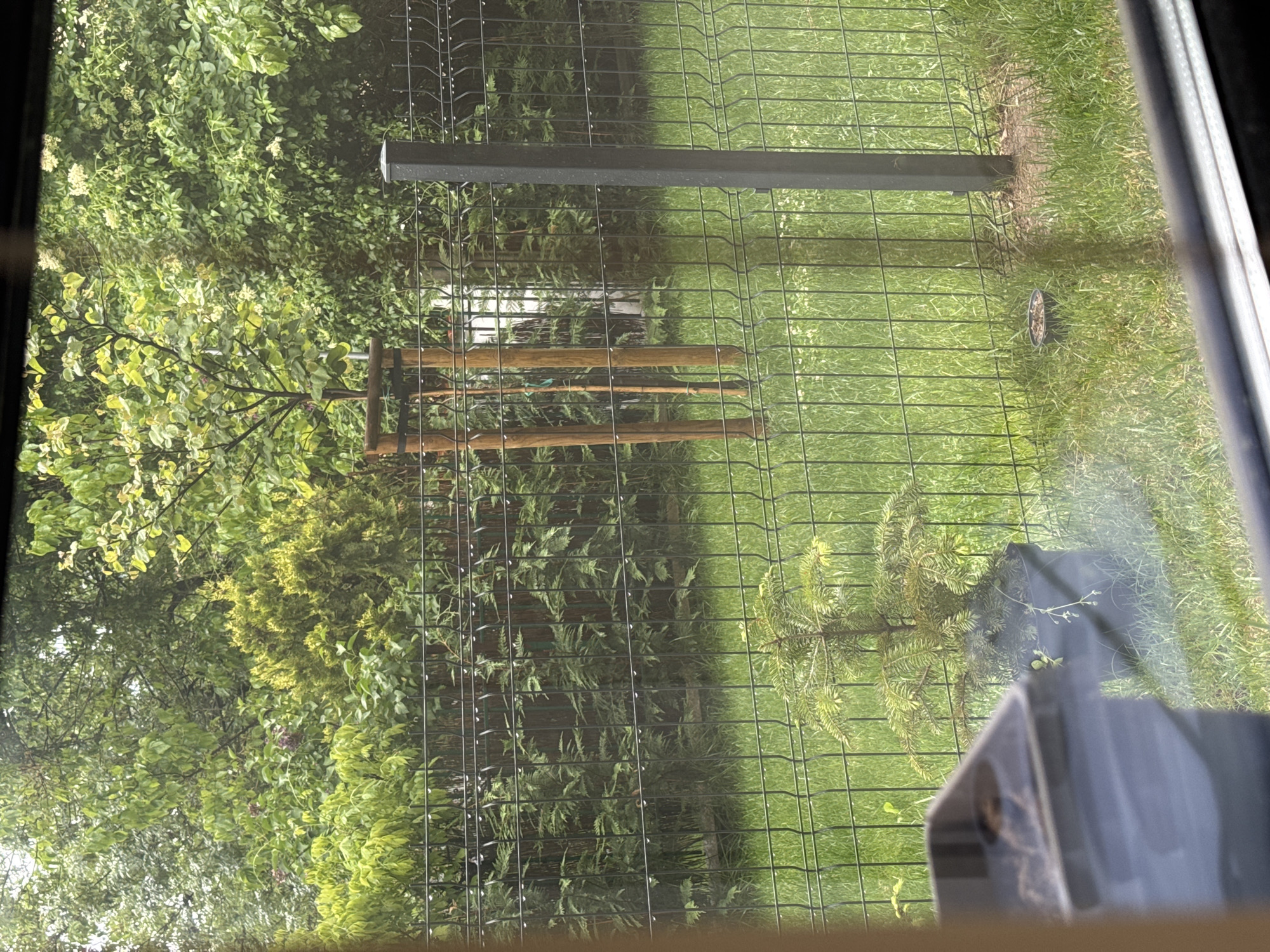 The image depicts a view from a window overlooking a backyard scene. A green, grassy lawn is visible, with a wire fence running through it. A young tree is supported by wooden stakes. A metal post is embedded in the ground. Lush foliage from trees and bushes borders the scene. The image shows reflections from the window. I cannot provide a precise location within Sofia, Bulgaria.