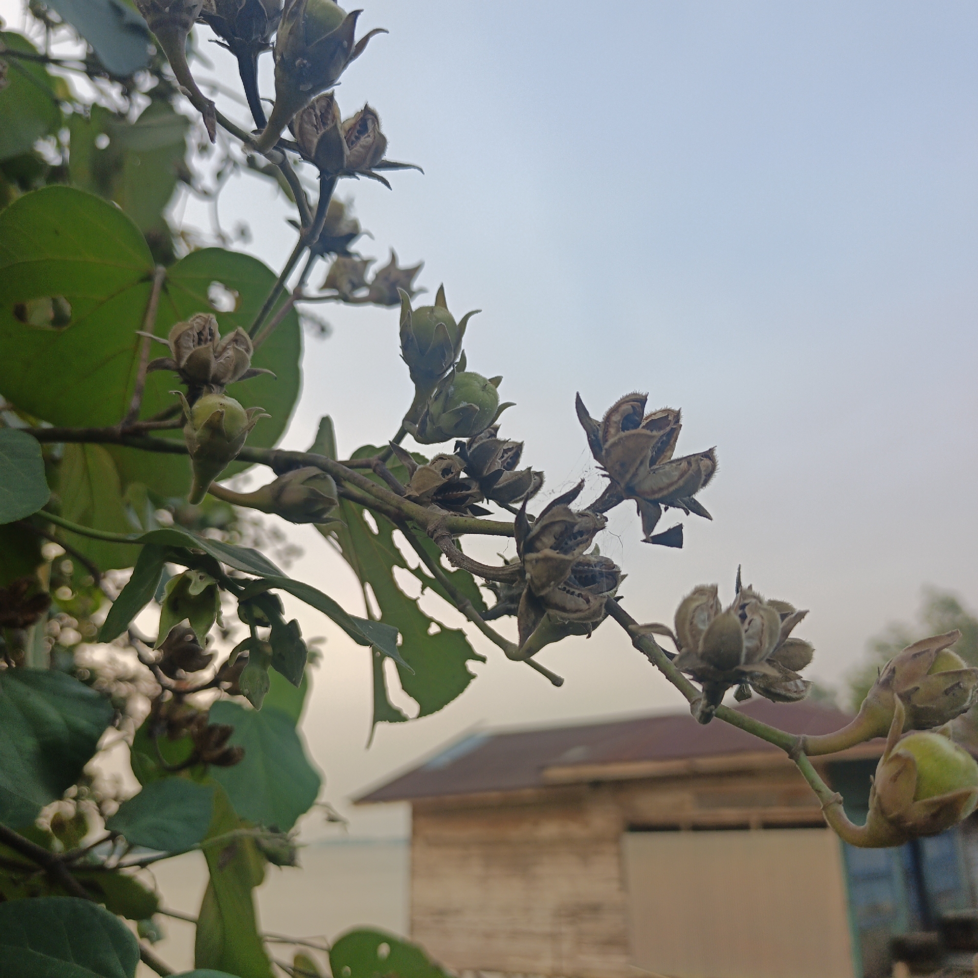A close-up shot focuses on the branches and dried seed pods of a plant, with a building in the background. The branches are thin and brown, with some green leaves visible on the left side of the frame. Several dried seed pods, brown and somewhat open, are scattered along the branches. Some of these pods appear to have small strands of spiderweb on them. A few green, undeveloped seed pods are also present.
In the background, a building with a reddish-brown roof and light brown wooden walls is visible. The sky above is a pale, hazy blue. The scene appears to be outdoors, with the plant in the foreground and the building and sky in the distance. The location is stated to be Sungai Rasau, Indonesia.