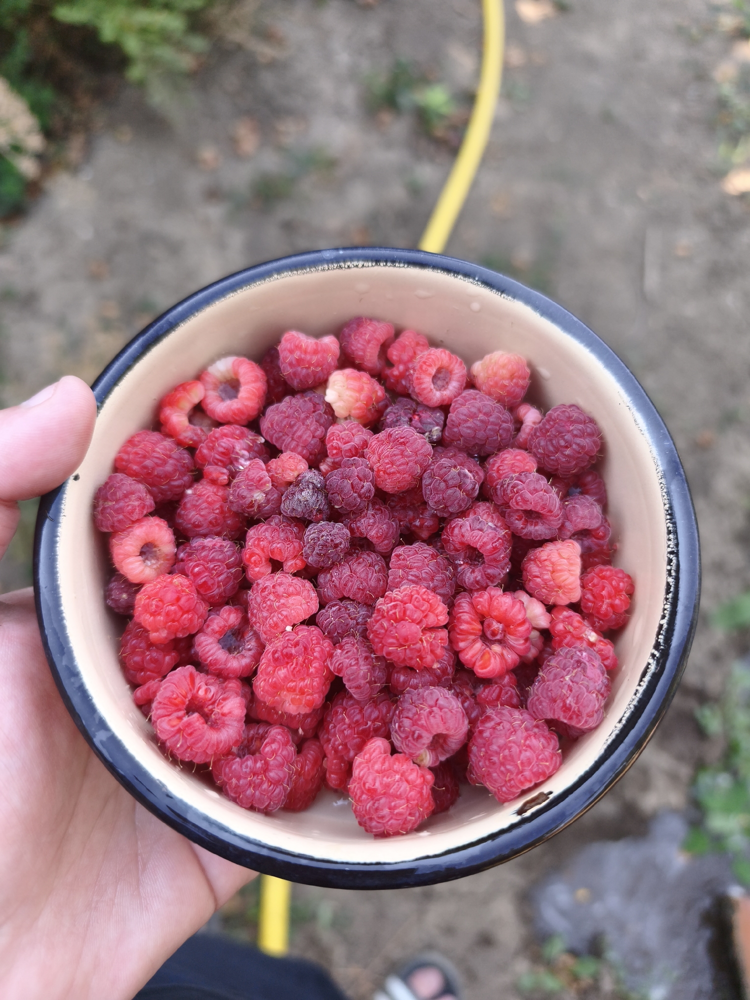 A hand holding a bowl of raspberries is positioned in the lower left quadrant of the image. The bowl, which appears to be made of enameled metal with a dark rim, is filled with a large quantity of red raspberries. The background of the image is blurred, showing a garden setting with dirt ground, some greenery, and a yellow hose coiled in the upper right. The overall lighting suggests an outdoor scene, possibly during the daytime. There is no identifiable city or specific location visible in the image.