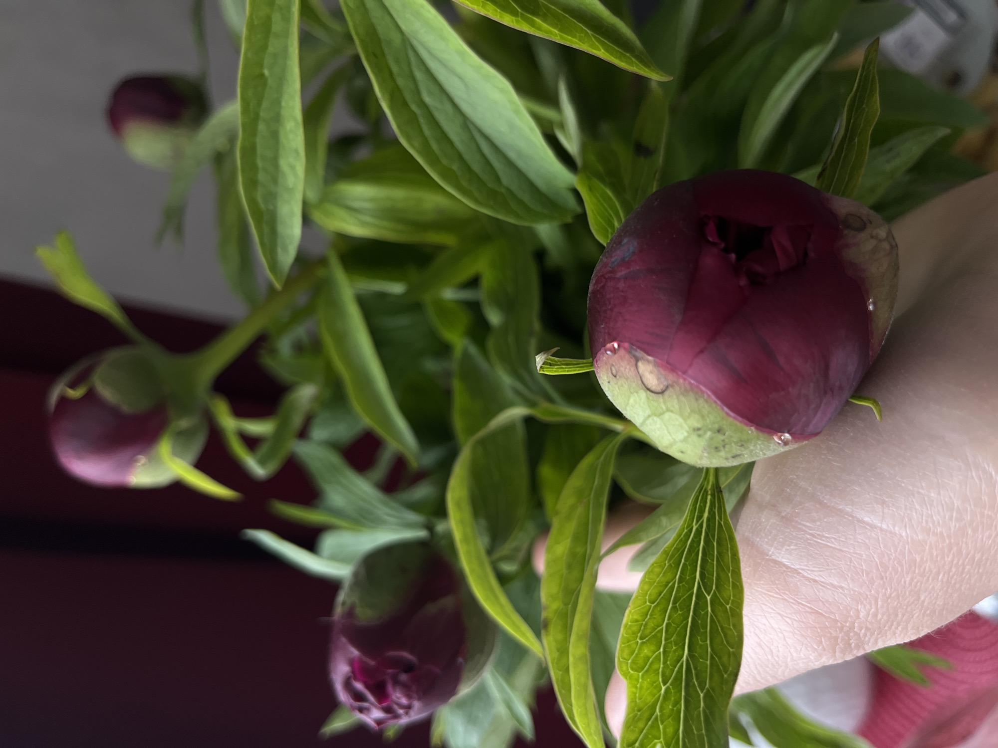 The image features a close-up shot of several unopened peony buds, with a hand partially visible in the frame. The buds are predominantly dark red with green bases and are surrounded by green leaves. One of the buds has a visible droplet of water on it. The background includes a blurred reddish-brown surface and a grayish surface. The image was not taken in Shushary, Russia.