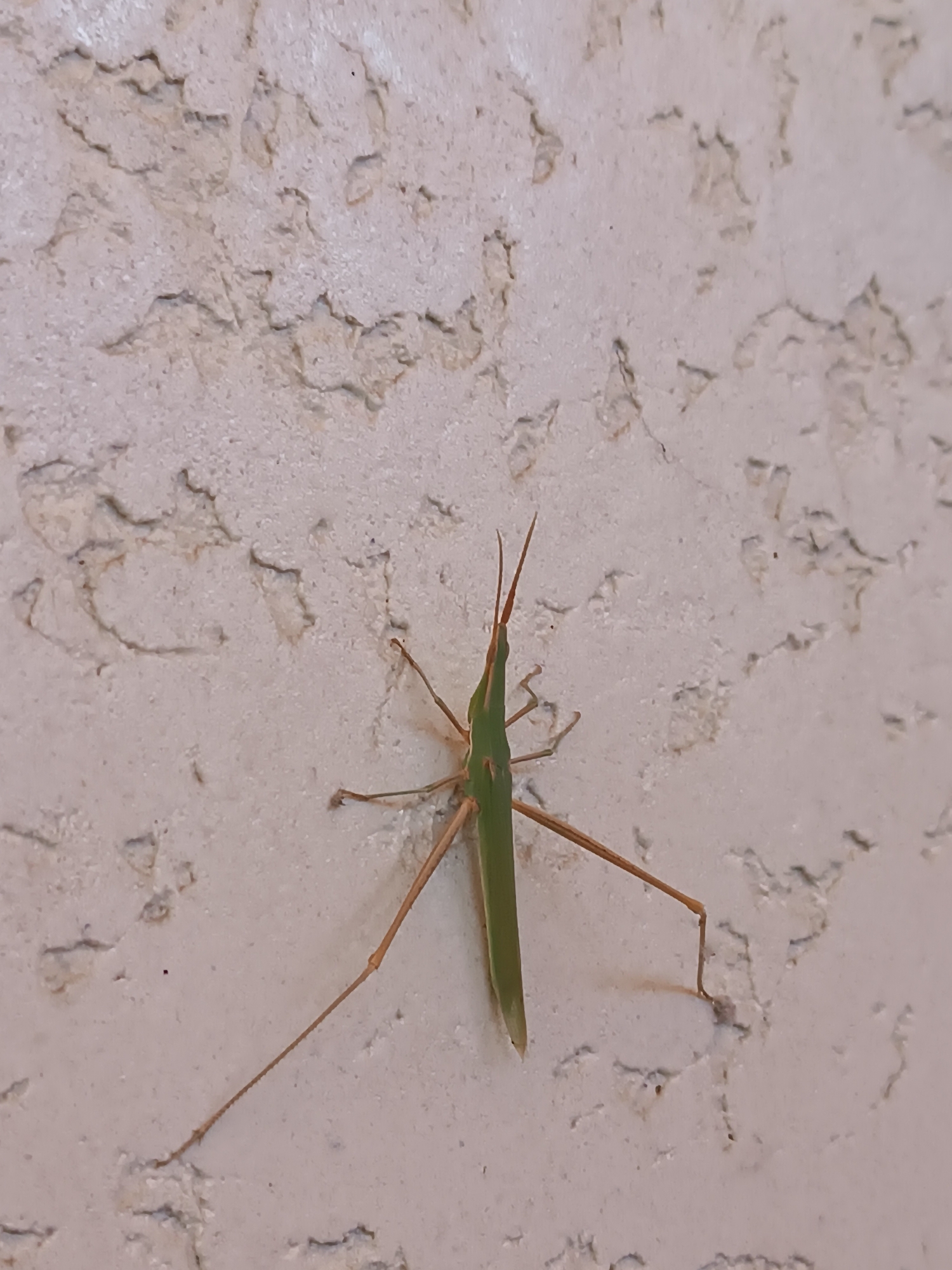 A green grasshopper is positioned on a textured, light-colored wall. The grasshopper is elongated with a thin body and long legs. Its antennae are prominent and point forward. The wall has a rough, uneven surface with visible imperfections. The lighting suggests it is daytime, with a shadow cast by the grasshopper. The image is a close-up shot, focusing entirely on the insect and the wall it is resting on. There are no other discernible objects or living beings in the frame. No specific location within Myrza-Ake, Kyrgyzstan is evident from the visual information presented.