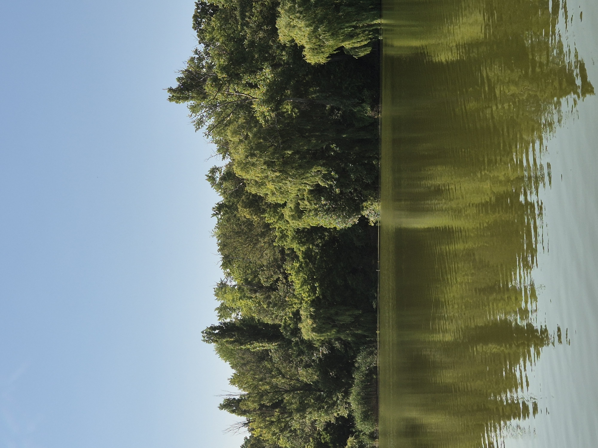 The image depicts a tranquil body of water, likely a lake or river, reflecting a dense, verdant treeline under a clear, light blue sky. The water's surface is disturbed by gentle ripples, creating a distorted, impressionistic reflection of the surrounding foliage and sky. The treeline is comprised of various types of trees, with some exhibiting weeping branches, suggesting a variety of species. There are reeds or tall grasses growing along the near edge of the water in some areas. The scene appears to be a natural or park-like setting, with no visible human activity or man-made structures other than potentially implied pathways or recreational areas within the treeline. The overall impression is one of natural beauty and peacefulness. The location is identified as Sozonivka, Ukraine.