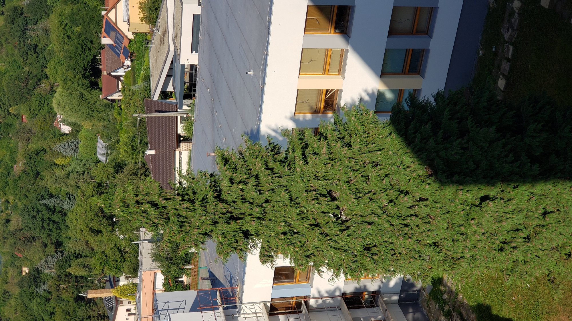 The image shows a large evergreen tree in the foreground, casting a shadow on the side of a white building. The building has multiple windows with light-colored frames. In the background, there is a hillside covered in dense trees, with several houses and other buildings interspersed among them. One building in the background has solar panels on its roof. The scene appears to be in a residential or semi-residential area, possibly on the outskirts of a town or city, given the mix of buildings and abundant greenery. The lighting suggests it is daytime, with sunlight creating distinct shadows. There are no people visible in the image. The overall impression is one of a suburban or semi-rural landscape.