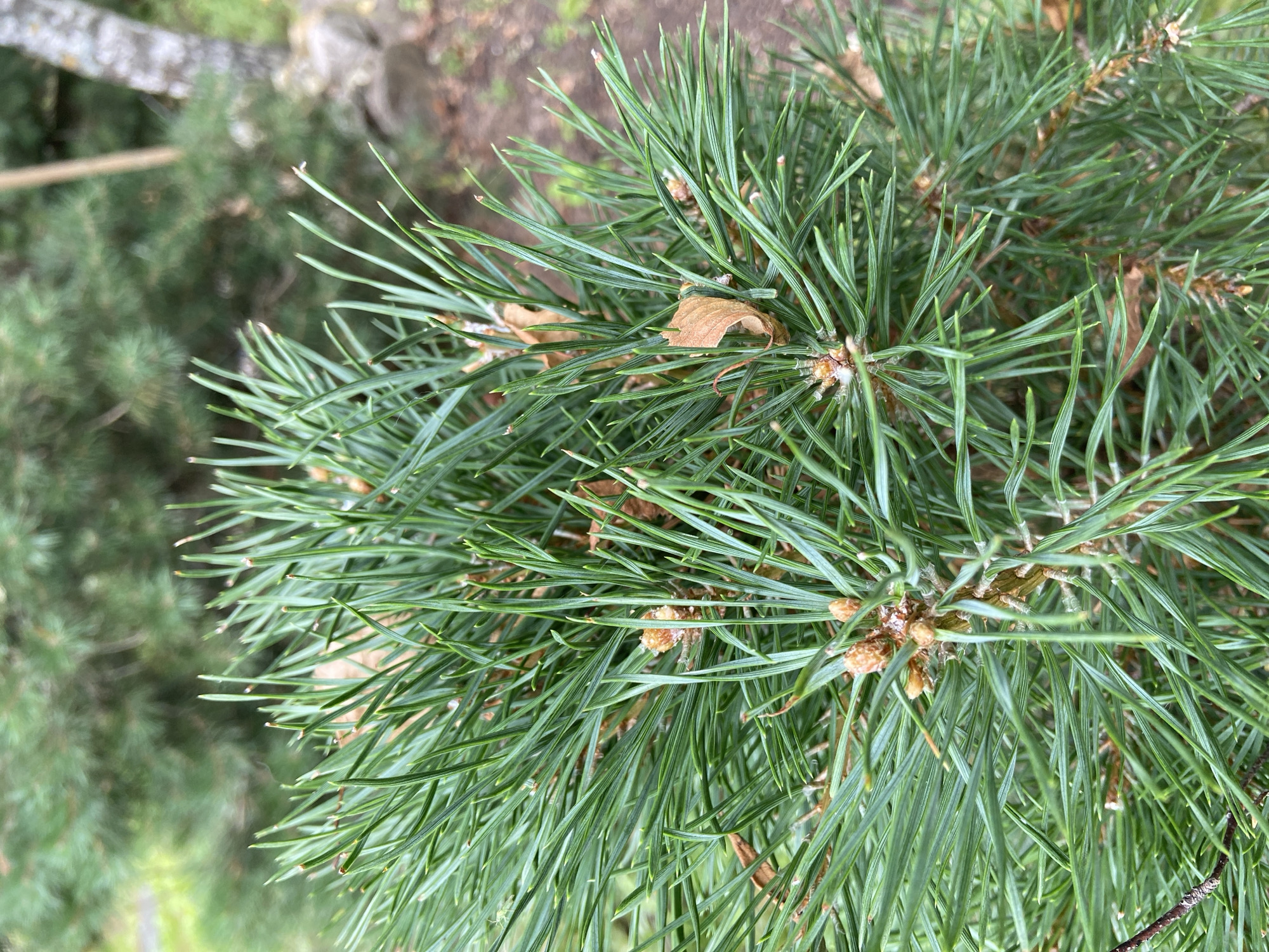 A close-up, eye-level, outdoor, daylight shot focuses on the needles of a pine tree. The needles are a vibrant green and are clustered densely. Scattered among the needles are a few dried, brown leaves. The background is softly blurred, revealing more pine trees and a tree trunk with visible bark. The ground appears to be covered with dirt and possibly some rocks. The scene is located in Зимородок Днп, Russia. There are no people or animals visible in the image, and no actions or interactions are taking place. The overall impression is one of natural foliage.