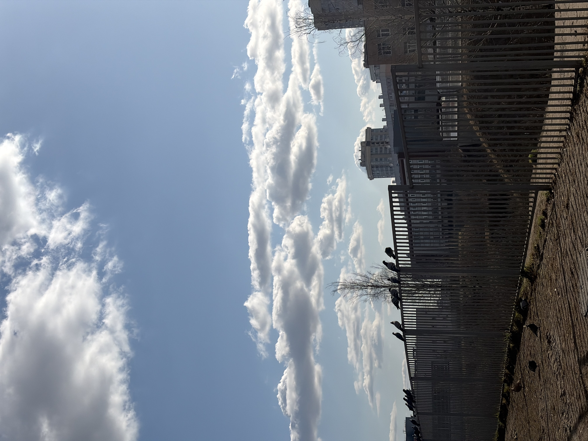 The image depicts a daytime urban scene in a residential district of Saint Petersburg, Russia, under a bright blue sky dotted with scattered cumulus clouds. In the foreground, a dark grey metal fence, constructed of vertical bars and a horizontal top rail, extends across the lower portion of the frame. Approximately a dozen dark-silhouetted pigeons are perched along this top rail, predominantly facing towards the right. On the unpaved ground in front of the fence, which appears as dirt with sparse dry vegetation, another half dozen pigeons are visible standing or moving. Shadows cast by the fence bars are discernible on the ground, indicating direct sunlight. Behind the fence, a leafless deciduous tree with a light-colored trunk stands roughly in the center of the midground. The background is dominated by multi-story residential or administrative buildings exhibiting architectural styles consistent with Soviet-era construction. A prominent light-colored, rectangular building with a flat roof is situated slightly left of center, while other less distinct, darker structures are visible further to the right and in the far background. No individuals are present in the scene.