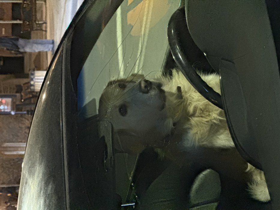A light-colored, shaggy-furred dog, consistent with a Golden Retriever breed, is depicted seated in the driver's seat of a dark-colored vehicle at night in Yerevan, Armenia. The dog wears a dark collar and is positioned with its head and upper torso visible, looking towards the right of the frame with a neutral expression. The vehicle's windshield features a prominent star-shaped crack with multiple radiating fissures originating from a central impact point located approximately in front of the dog's head. The top portion of a black steering wheel is visible in the lower right foreground. The vehicle's dark roofline and A-pillar are visible in the upper frame. In the blurred background, an urban environment is discernible under artificial lighting. A person is partially visible standing on a pavement area, wearing light trousers and a dark upper garment. Behind them, architectural elements including a building facade and multiple dark public benches are present. A reddish-orange light source and other ambient streetlights illuminate the distant background.