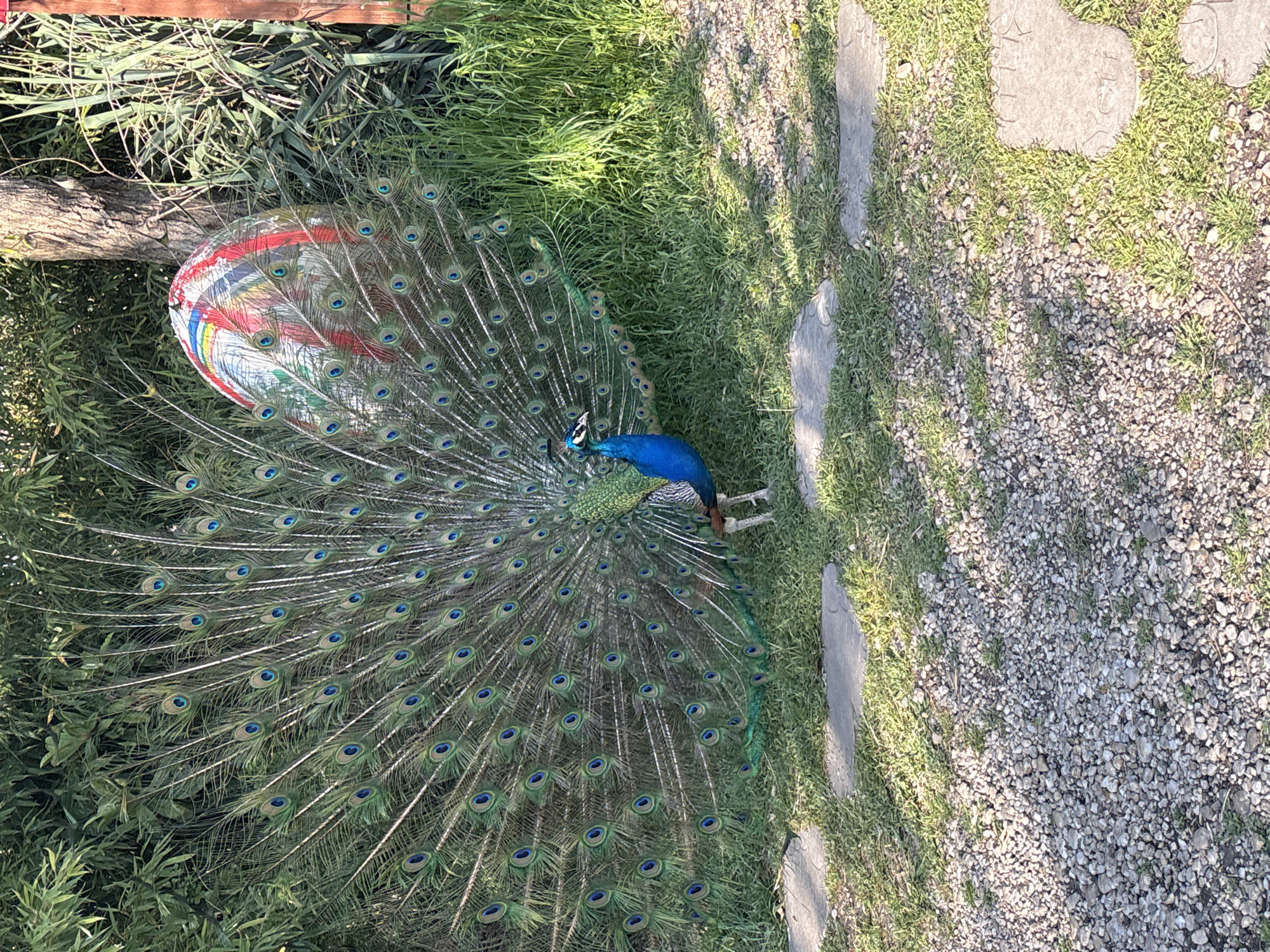 A vibrant peacock displays its iridescent plumage within a garden setting. The bird's iridescent blue neck and body contrast with its long, fan-like tail feathers, which are adorned with distinctive eye-like patterns. The peacock stands on a grassy area bordered by stepping stones and gravel. A multi-colored object rests next to the peacock, partially obscured by its tail feathers. Based on the visual elements, the scene might be set within a park or zoological garden. The location is Burgas, Bulgaria.