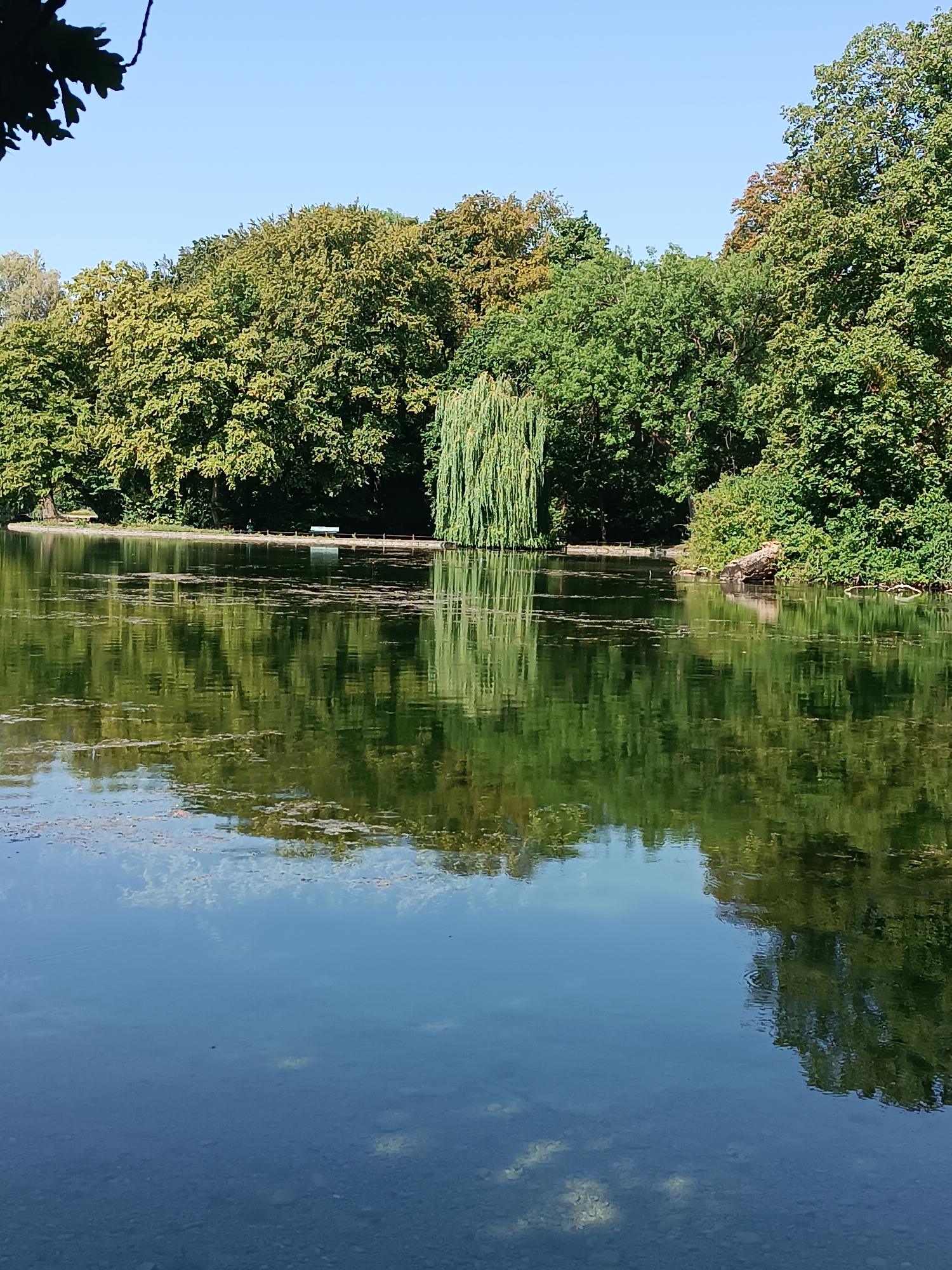 The image shows a tranquil lake in Munich, Germany, likely the Fasaneriesee, a popular recreational area. The clear blue sky above is reflected in the calm water, which is partially covered with fallen leaves and aquatic plants. The shoreline is lined with lush green trees, including a prominent weeping willow. A wooden bench and a few small structures are visible along the bank, suggesting a park setting. The reflections of the trees and sky create a serene and picturesque scene.