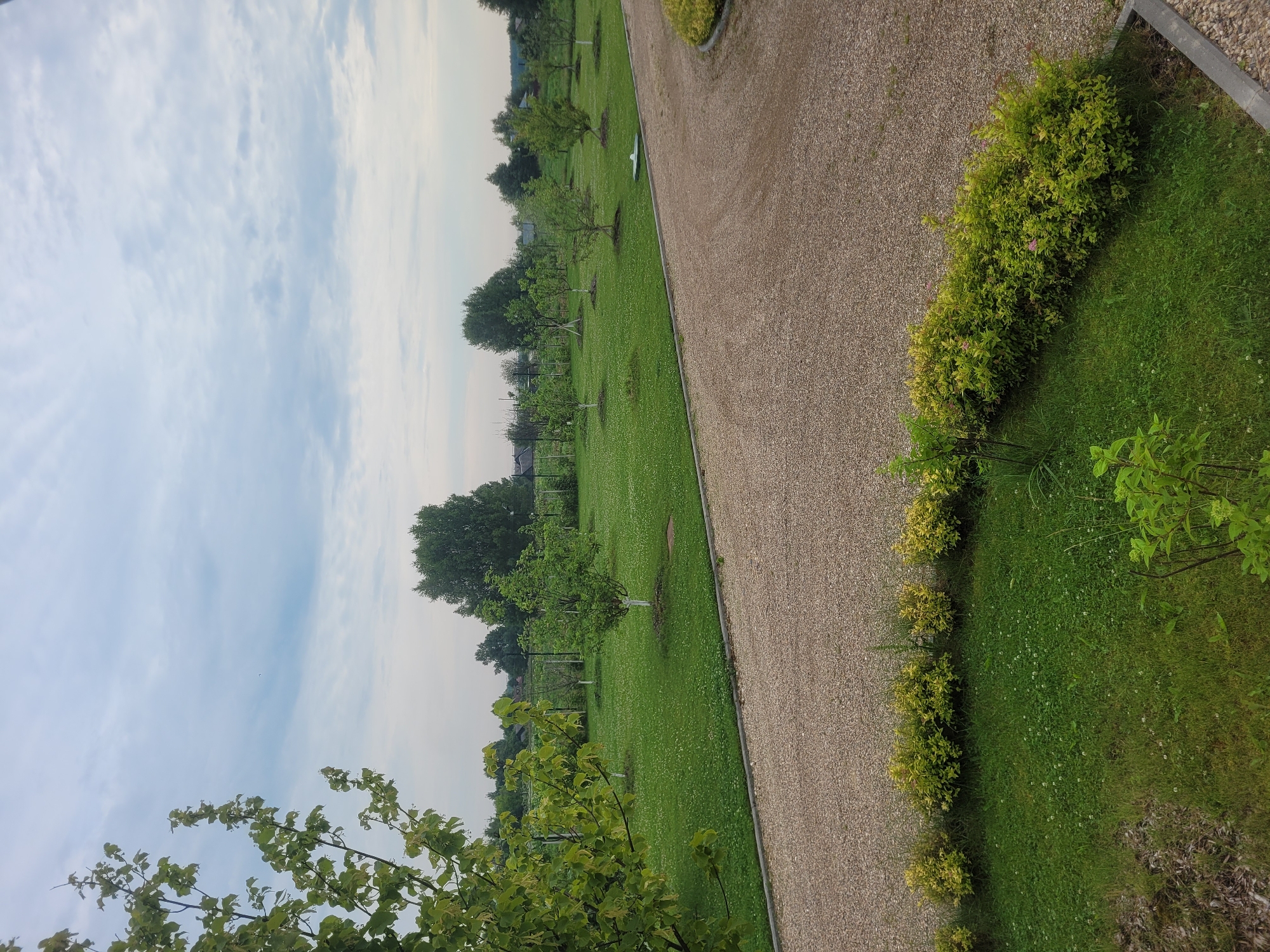 The image depicts a scenic outdoor environment with a gravel driveway and a well-maintained lawn featuring several young trees. The sky is overcast with a mix of light and dark clouds. The gravel driveway curves into the foreground from the right side of the image, bordered by a low hedge of yellow-green foliage. Beyond the hedge, a green lawn stretches across the mid-ground, dotted with small white flowers, possibly clover. Several young trees, each with a white-painted trunk base, are spaced evenly across the lawn. In the background, a fence line can be seen with more trees and vegetation behind it, suggesting a rural or suburban setting. The overall impression is one of a peaceful, cultivated landscape.