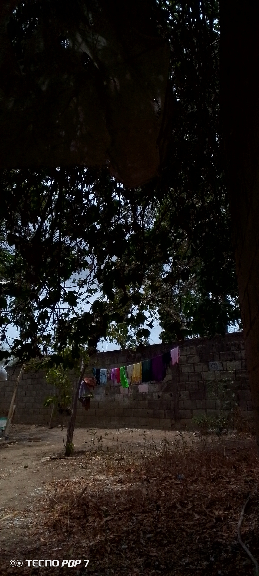 The image depicts an outdoor scene in Altagracia, Venezuela. A clothesline stretches across a brick wall in the background, with various colorful garments hanging to dry. The foreground shows a patch of dry, brown vegetation. A thin tree stands to the left. Dense foliage and branches form a canopy overhead, partially obscuring the sky. A structure is visible at the top left. The image is dimly lit.