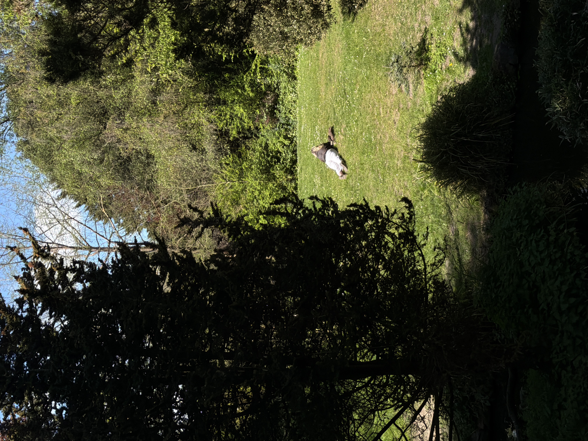 A person lies on the grass in a park on a sunny day. The location is likely in London, United Kingdom, but there is no definitive information in the image to confirm this. The person is lying face down. The area surrounding the person includes trees and shrubs. Some of the trees obscure portions of the image and appear dark.