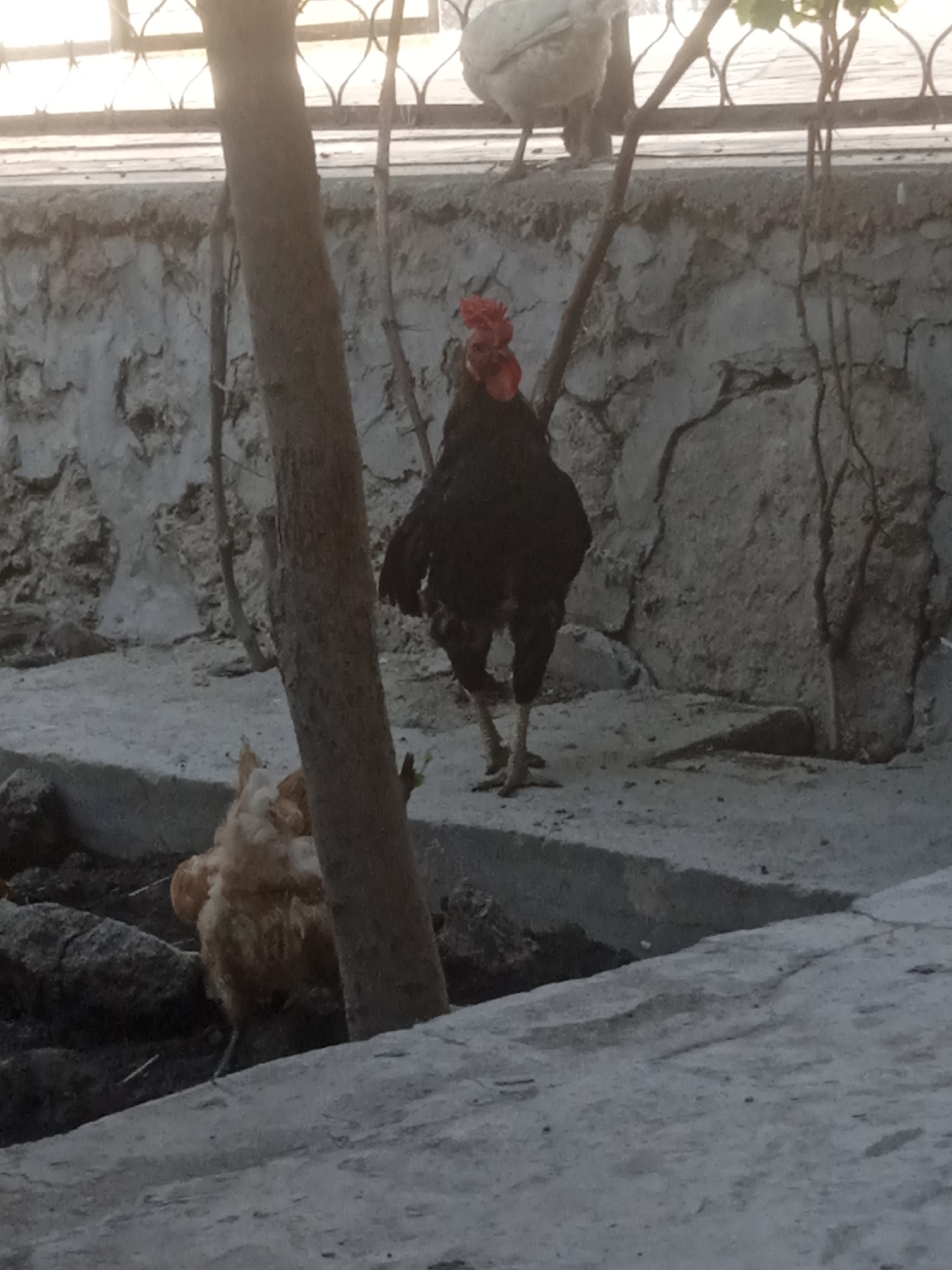 Memory