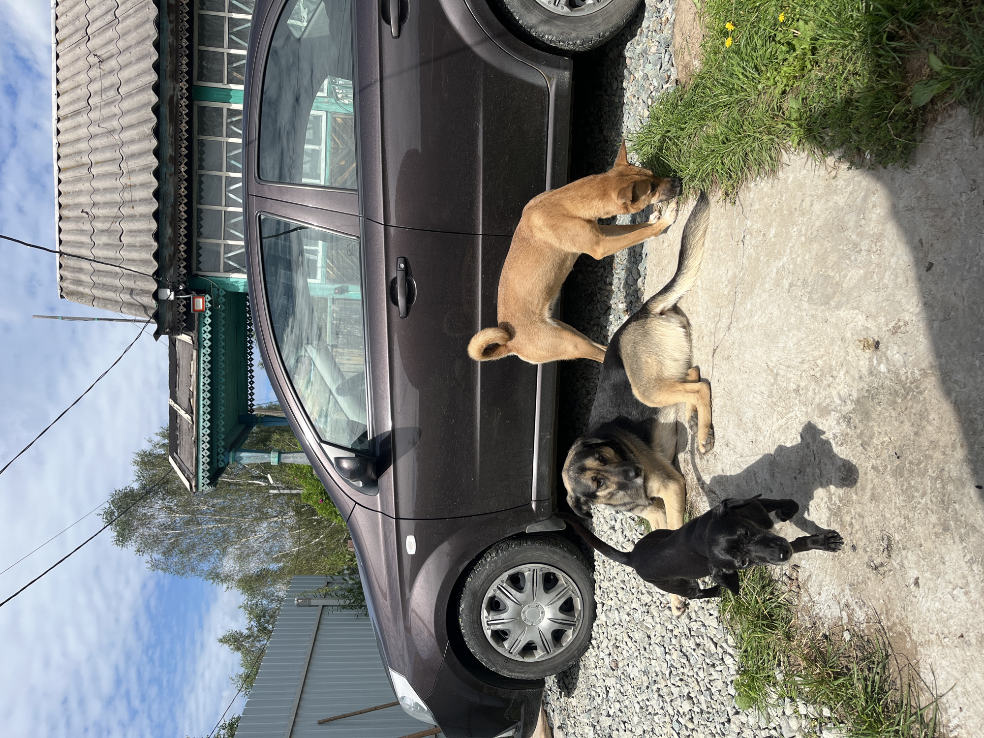 Three dogs are on a sunny day in front of a brown car and a wooden house with a corrugated roof. The dogs are of various sizes and breeds. One dog, a black puppy, is in the foreground, walking towards the camera. Behind it, a larger dog is lying down. Another dog, a tan-colored one, is sniffing the grass to the right of the car. The car is parked on a gravel surface. The house in the background appears to be a residential dwelling. The sky is blue with some clouds. The overall scene suggests a rural or suburban setting. The image was taken in the city of Nizhny Tagil, Russia.