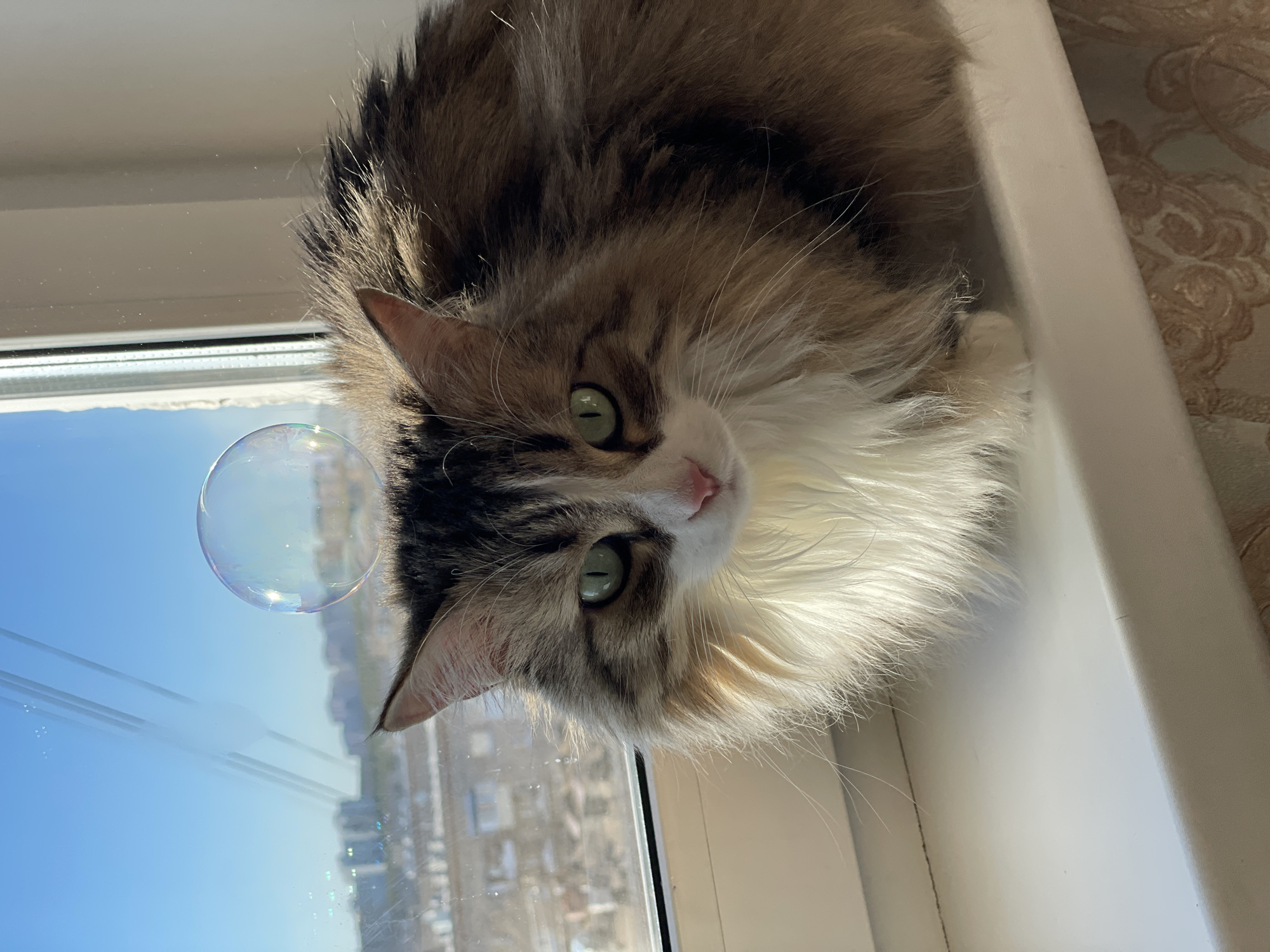 A long-haired cat with brown, black, and white fur sits on a white windowsill, gazing out a window at the city of Izhevsk, Russia. A single soap bubble floats in the lower left corner of the window. The sky is blue and sunny. Buildings are visible in the distance.