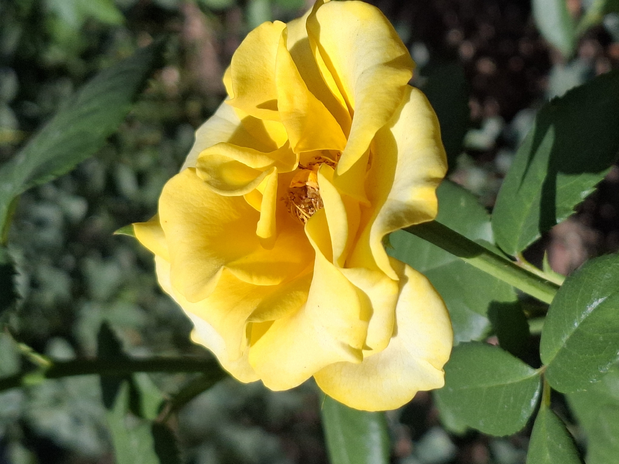 A close-up, eye-level shot captures a vibrant yellow rose in bloom, set against a blurred background of lush green foliage and dark soil. The rose's petals, layered and ruffled, exhibit a gradient of yellow, from a deep, sunny hue at the center to a lighter, almost creamy tone at the edges. Sunlight illuminates the flower, casting subtle shadows and highlighting the delicate texture of the petals. A slender green stem supports the bloom, with a few dark green leaves visible at the base. The overall impression is one of natural beauty and tranquility. Without further information, the specific location within Almaty, Kazakhstan, cannot be determined.