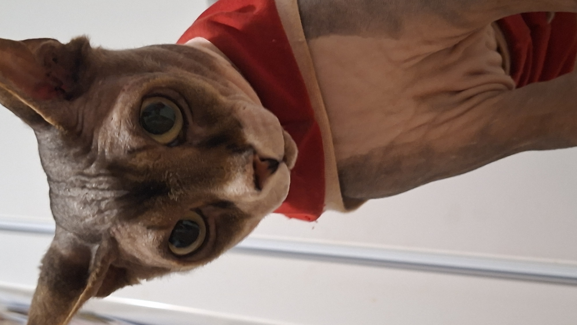 A close-up, low-angle, vertical shot shows a Sphynx cat wearing a red and tan shirt. The cat's wrinkled, grey-brown skin is visible, with darker markings on its head and ears. Its large, round, green eyes are looking directly at the camera. The cat is positioned in the foreground, with a blurred background that appears to be an interior setting with a white wall and a vertical light-colored trim. The image is taken in Забалоцкі сельскі Савет, Belarus.