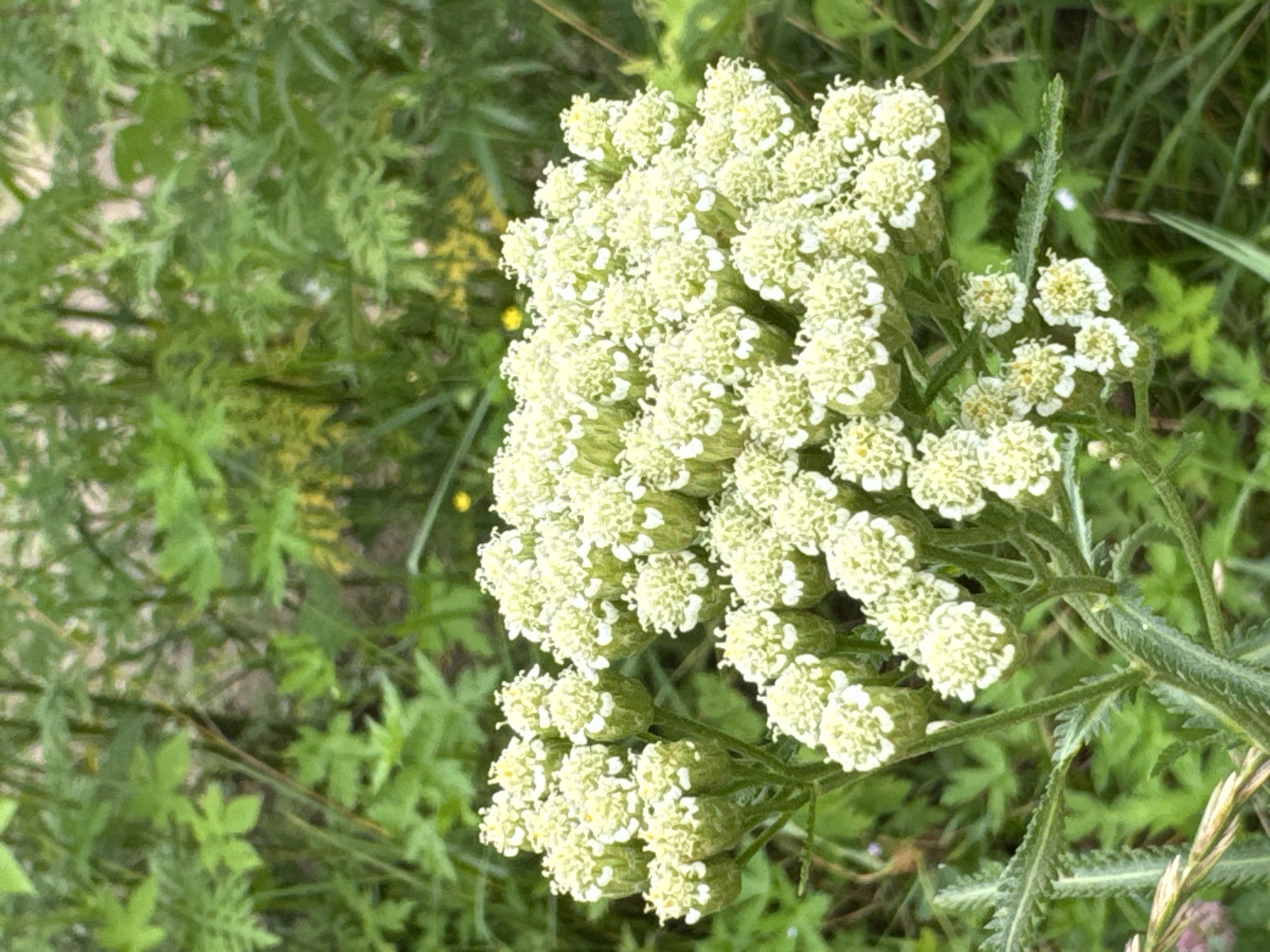 A close-up, slightly blurred vertical shot showcases a cluster of small, pale yellow and white flowers with fern-like green foliage in the background. The flowers are tightly packed on a stem, forming a rounded inflorescence. The foreground is dominated by the flowers, while the background consists of out-of-focus green plants. The image is taken outdoors in natural lighting. There is no information about the city of Artyom, Russia, within the provided image.