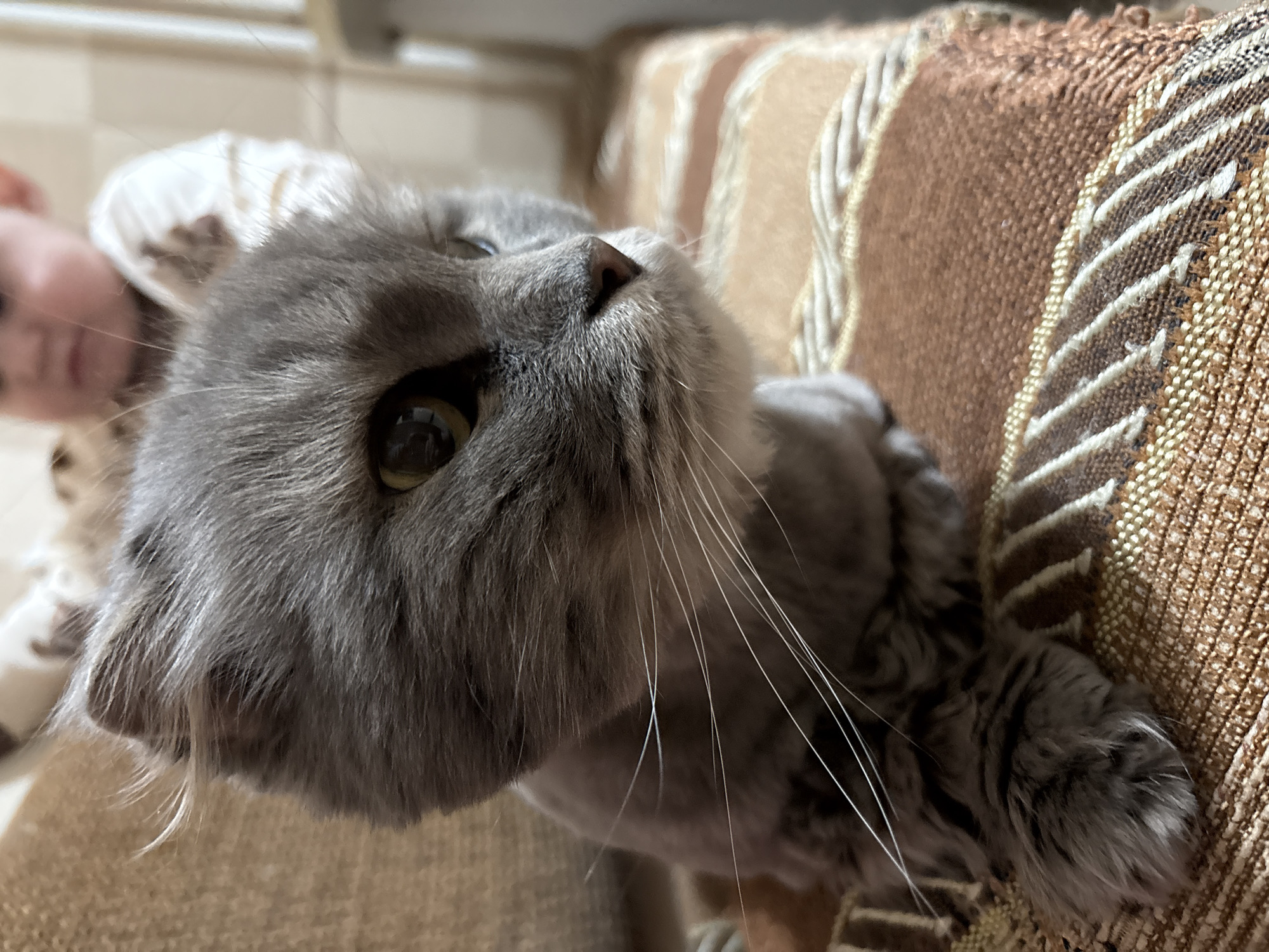 The image shows a close-up view of a gray cat lying on a brown and beige striped couch. The cat's face, featuring a black nose and a yellowish eye, is the main focus. A person is visible blurred in the upper left corner, seemingly close to the cat. The background is out of focus. The location and city are unknown.