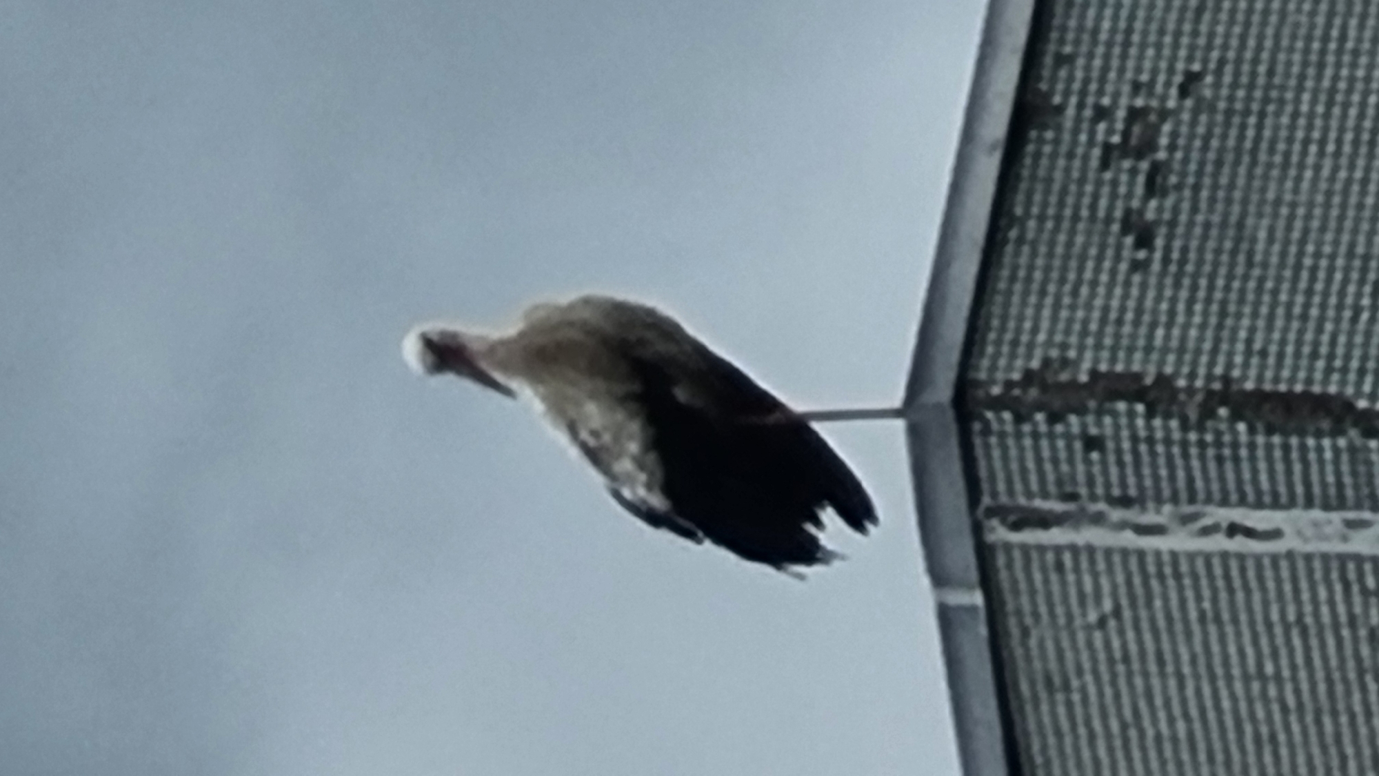 A medium shot from a low angle captures a white stork standing on the corner of a gray, textured building under a hazy sky in Vysokoe, Russia. The stork is facing left, its black wings and tail contrasting with its white body and neck. The building has a weathered appearance with visible cracks and discoloration. The sky is overcast and gray, suggesting a dull day.
