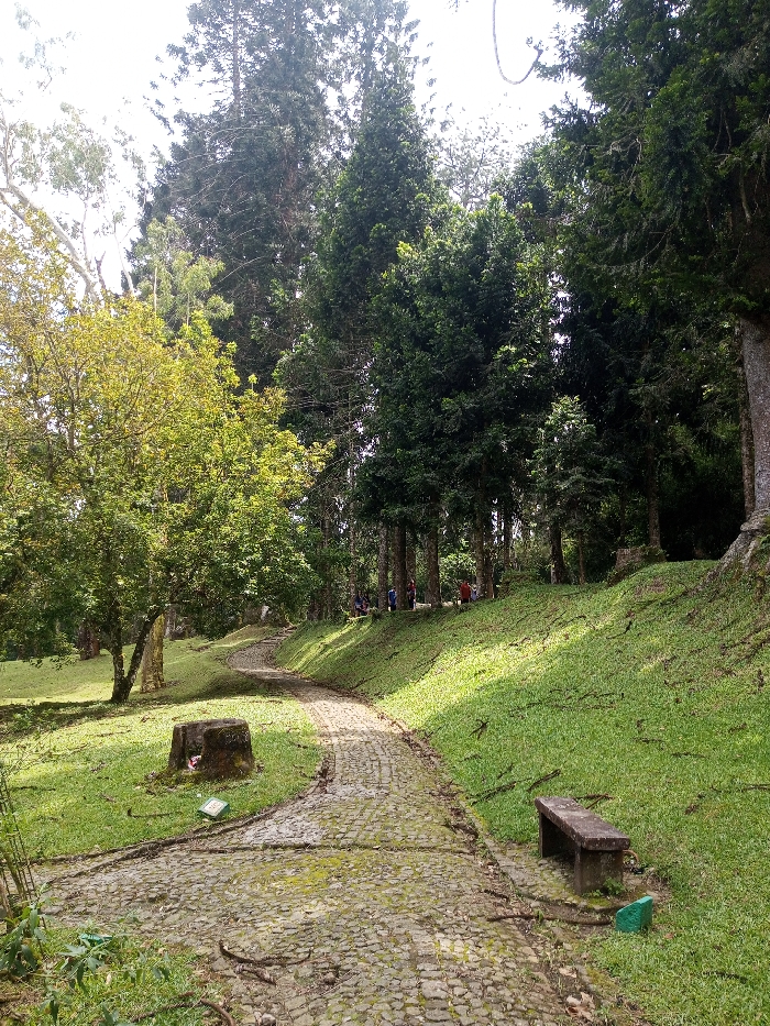 The image depicts a park or forested area in Serchhip, India, characterized by a winding, moss-covered stone-paved pathway that curves from the foreground towards the mid-ground. The path is flanked by manicured green grass on both sides, with a noticeable grassy slope rising on the right. Tall, dense coniferous and other evergreen trees dominate the right side and background, casting shadows, while a smaller cluster of deciduous trees with lighter green foliage stands on the left. Sunlight illuminates the scene from the upper left.
In the mid-ground, on the upper right grassy slope beneath the tall trees, approximately six to eight individuals are visible. They appear to be standing or casually gathered, dressed in varied casual attire, including shades of red, blue, and white. No specific actions or interactions among them are clearly discernible.
Objects in the foreground include a weathered, dark stone bench on the right side of the path, positioned on the grass. A small, roughly rectangular green object lies on the grass near the bench. On the left side of the path, a dark, weathered tree stump with a hollowed-out top is present, next to a small, light-colored object, possibly a discarded container or marker. Exposed tree roots are visible along the edges and within sections of the paved pathway. A light-colored, partial metal structure, possibly a fence or support, is partially visible on the far left edge of the frame. The sky above is bright and overcast.