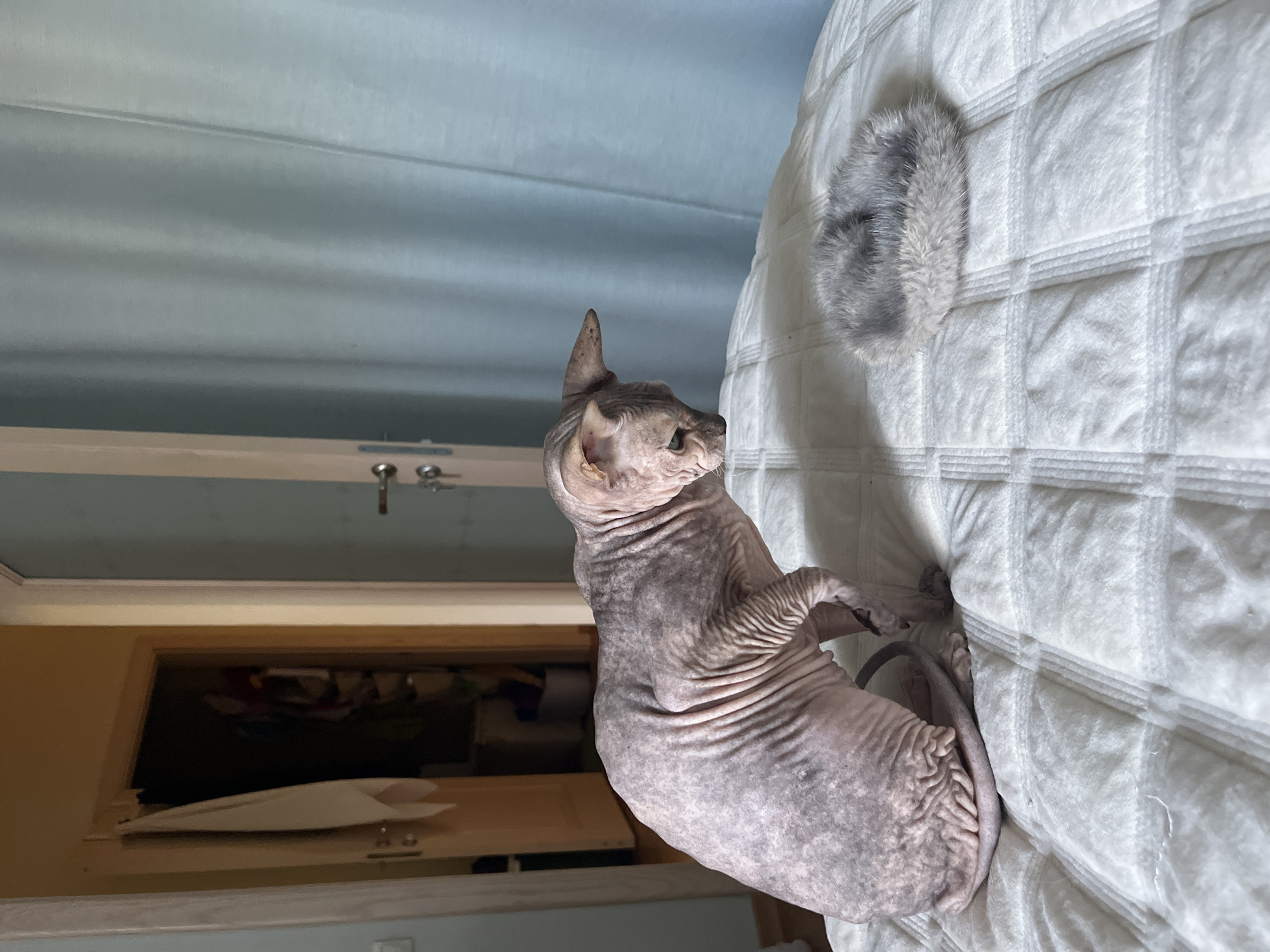 A hairless cat with wrinkled skin sits on a quilted white surface, looking down at a small, fuzzy grey object. The cat's skin is a mottled pink and grey. In the background, a doorway is visible, leading to a closet or room with clothes hanging inside. To the right of the cat, light blue curtains are drawn. The scene appears to be indoors, likely in a residential setting. The specific location in Ivanteyevka, Russia, cannot be determined from the visual information provided.