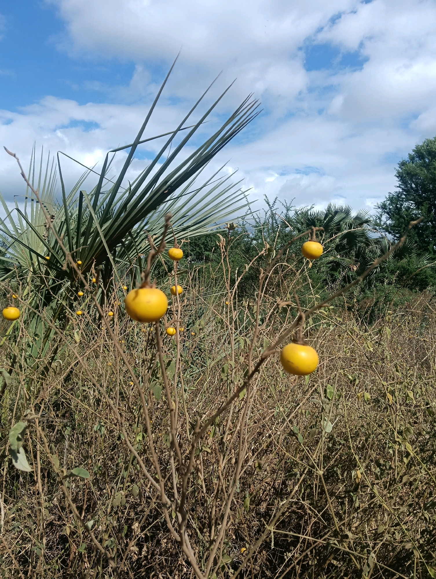 An outdoor, eye-level, medium shot captures a close-up of a thorny, bare-branched bush with several yellow, round fruits hanging from thin stems. The bush is situated in an area with dry, tall grasses and other sparse vegetation, with a prominent, large-leafed palm frond visible in the upper left quadrant. The sky above is a vibrant blue with scattered white clouds. In the background, more greenery and trees are visible. The image is devoid of human presence. The scene appears to be in a dry, rural environment, possibly during a dry season. The image is located in Mutitu/Kaliku Ward, Kenya.