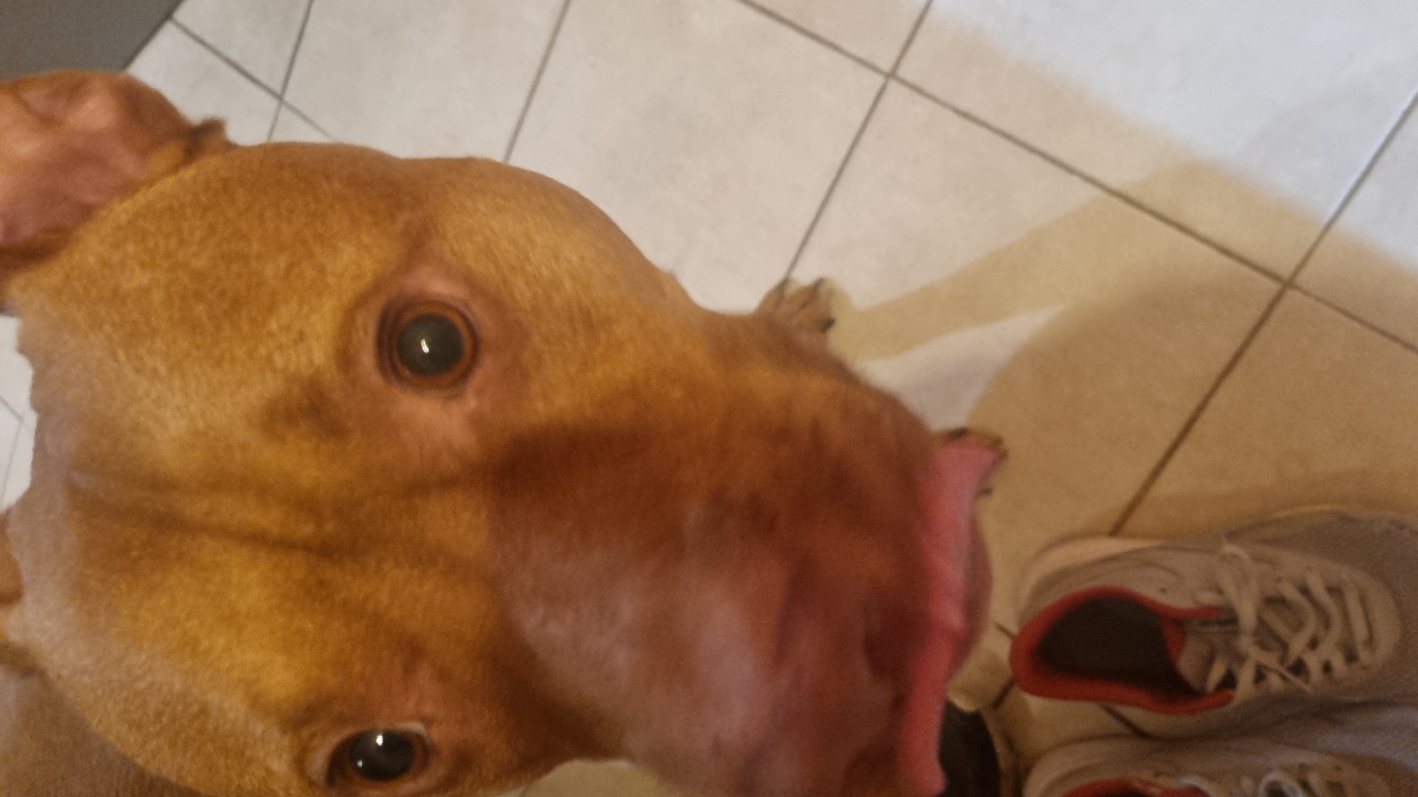 A tan-colored dog with large eyes is positioned in the foreground, looking upwards towards the camera. The dog's nose is large and pinkish. In the background, the floor is tiled with light-colored, square tiles. A pair of gray and white sneakers with red trim sits on the tiled floor, partially obscured by the dog. The location is not identifiable.