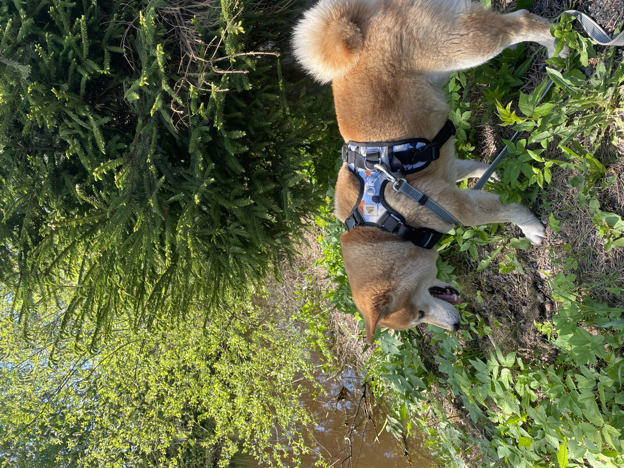 A medium shot captures a Shiba Inu dog wearing a blue and white patterned harness and gray leash. The dog stands at the edge of a small body of water, likely a creek or narrow river, its mouth open as if panting or about to drink. The surrounding environment consists of lush greenery, including tall green bushes and trees with light green leaves, typical of a riparian or forested area.
The image was taken in the city of Sestroretsk, Russia.