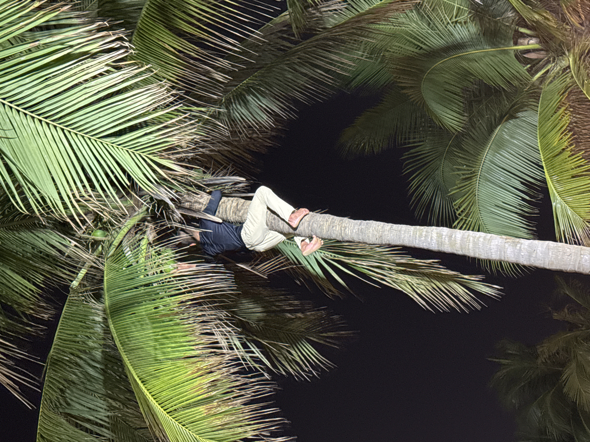 A nighttime, low-angle shot shows a person climbing a coconut tree. The person is wearing a dark top and light-colored pants. Their bare feet are visible as they grip the trunk. The surrounding foliage consists of numerous green palm fronds. The background is dark, suggesting nighttime conditions. The image was taken in Da Nang, Vietnam.