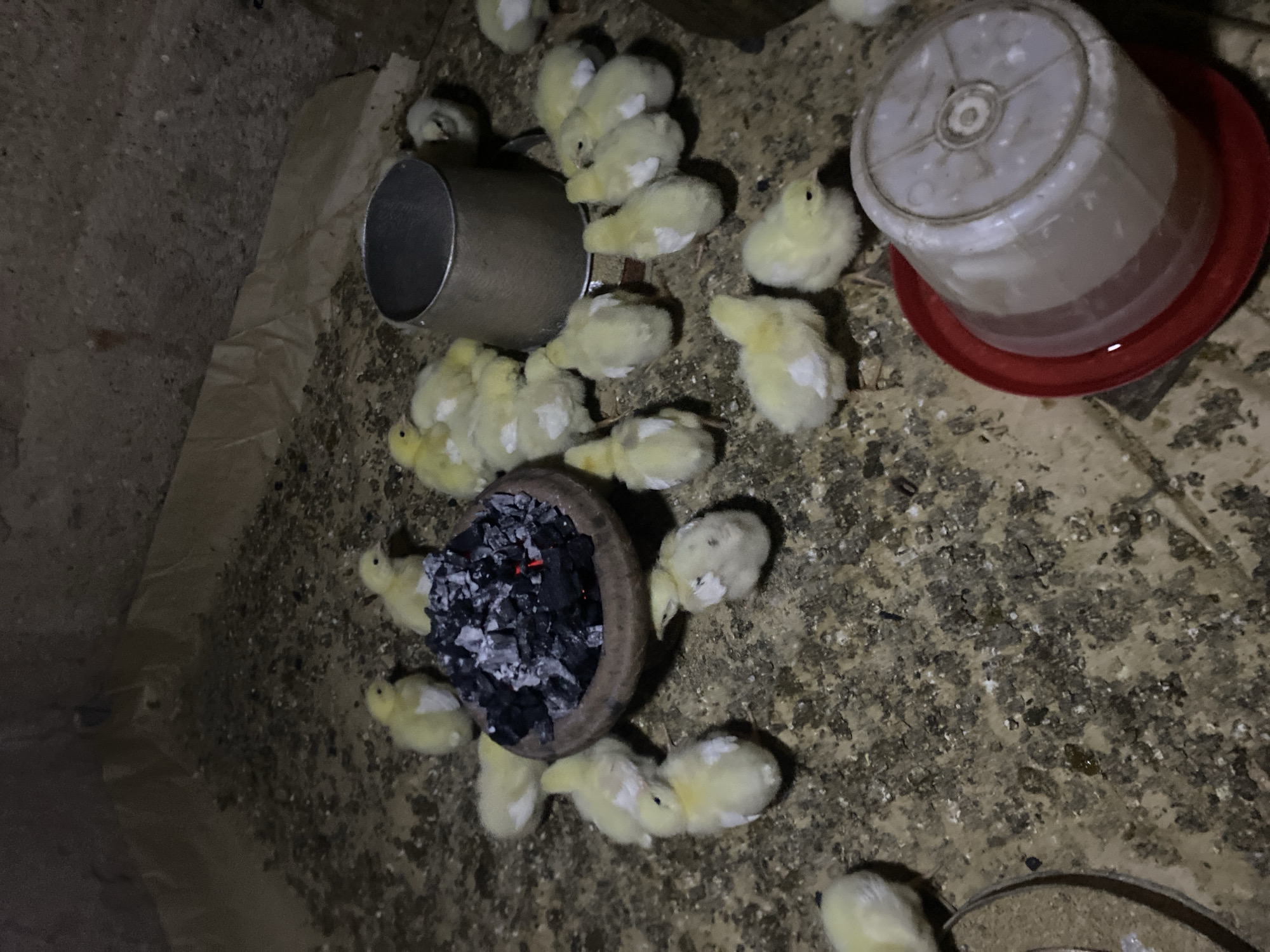 The scene appears to be the interior of a poultry pen in Bukuru, Nigeria. Scattered across the floor are numerous small, yellow chicks. Present are a metal feeder and a plastic water dispenser with a red base. In the lower portion of the image is a clay pot filled with charcoal. There are no people visible in the scene. The chicks are gathered near the feeder, water dispenser, and charcoal pot. The floor is covered in droppings and debris.