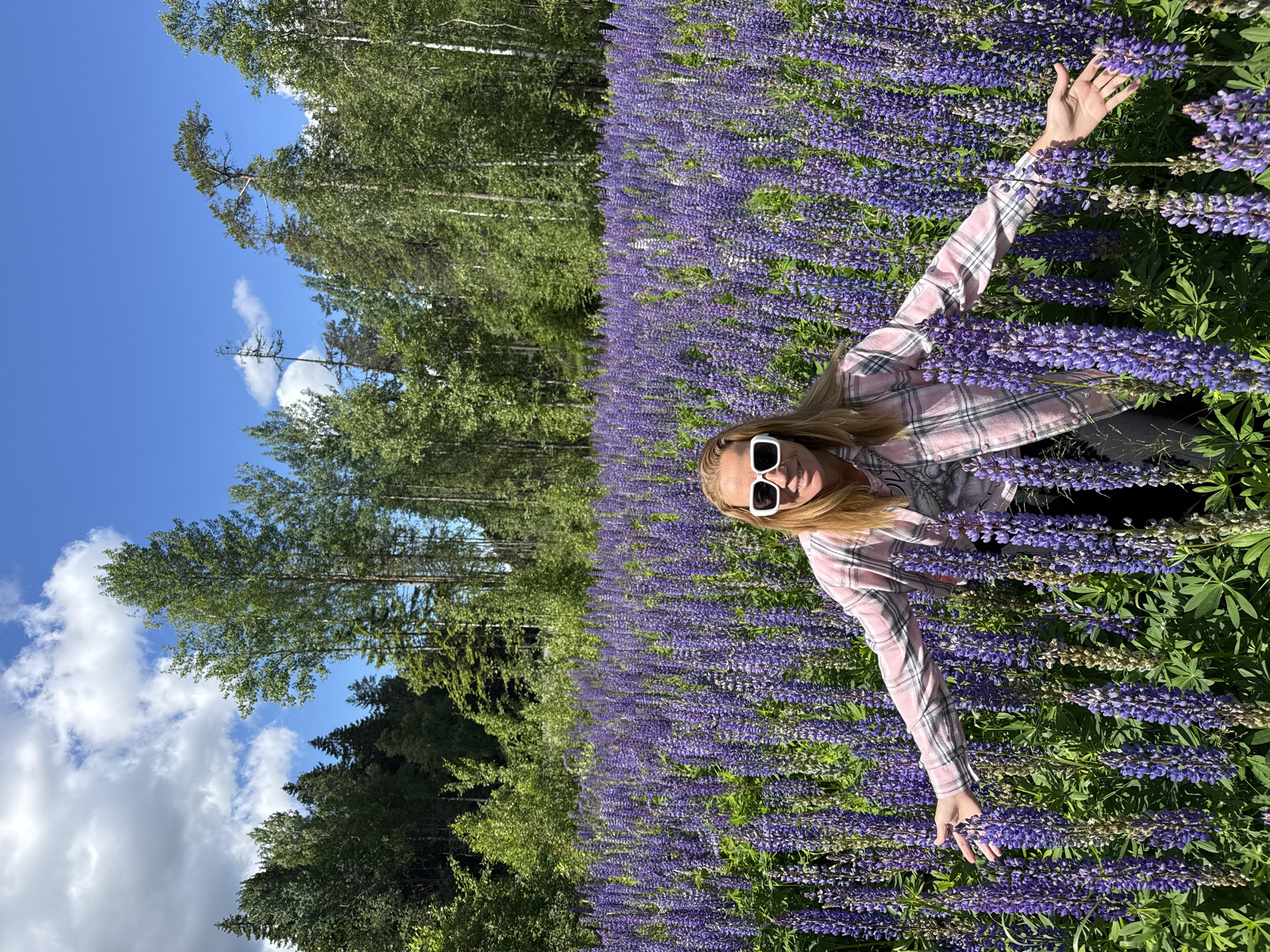 In a field of vibrant purple lupine flowers, a blonde woman with white-framed sunglasses poses for a photo. She is wearing a pink and white plaid shirt and black pants. The woman is standing with her arms outstretched, her hands reaching out to the flowers on either side. Behind her, a lush green forest stretches across the horizon, with a bright blue sky and fluffy white clouds overhead. The scene appears to be in a natural, outdoor setting, likely in a rural or wilderness area. The location is identified as Unknown, Russia.