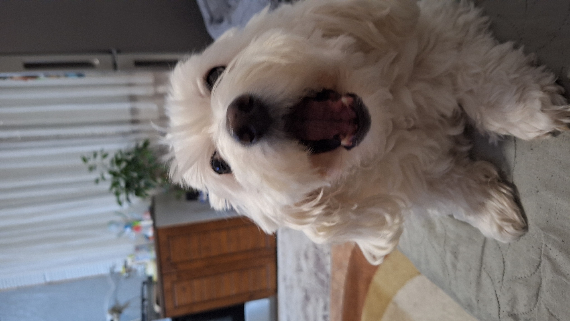 A white, fluffy dog, resembling a Maltese or similar small breed, is the central subject of this close-up, rotated photograph. The dog is seen lying on its back on a greyish-blue quilted blanket, with its head tilted towards the camera. Its mouth is open, revealing a pink tongue and small teeth, suggesting a yawn, playful bark, or expression of comfort. Dark eyes and a prominent black nose are visible amidst its shaggy white fur.
In the background, behind the dog, an indoor setting is visible. To the left (due to the image's rotation), there is a window covered with white horizontal blinds, allowing daylight to illuminate the room. A green potted plant is situated near the window, and a section of a dark brown wooden chest of drawers or cabinet can also be seen. The scene appears to be set indoors, likely within a home in Blagoevgrad, Bulgaria. No visible text is present in the image. The dog's playful or relaxed posture and open mouth convey a lively and content mood.