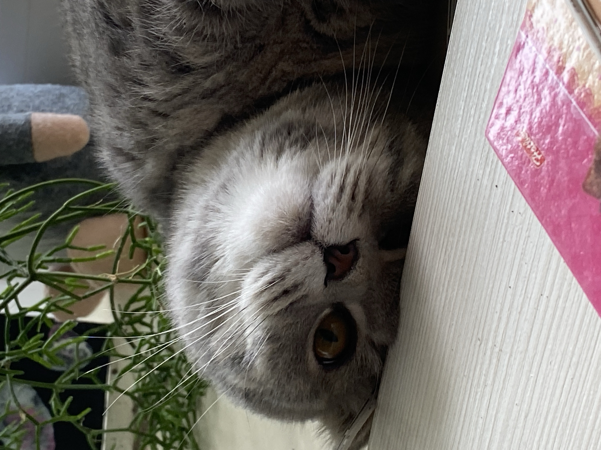 A grey Scottish Fold cat is lying on its side on a light-colored wooden surface. The cat's head is tilted, and its amber eye is visible. The cat's fur has tabby markings. Behind the cat, there is a green plant with long leaves. In the background, a blurry figure can be seen. In the foreground, a portion of a pink object, possibly a notebook or book, is visible. The scene appears to be indoors, with natural light filtering in. There is no information available to determine the location in the city of Votkinsk, Russia.