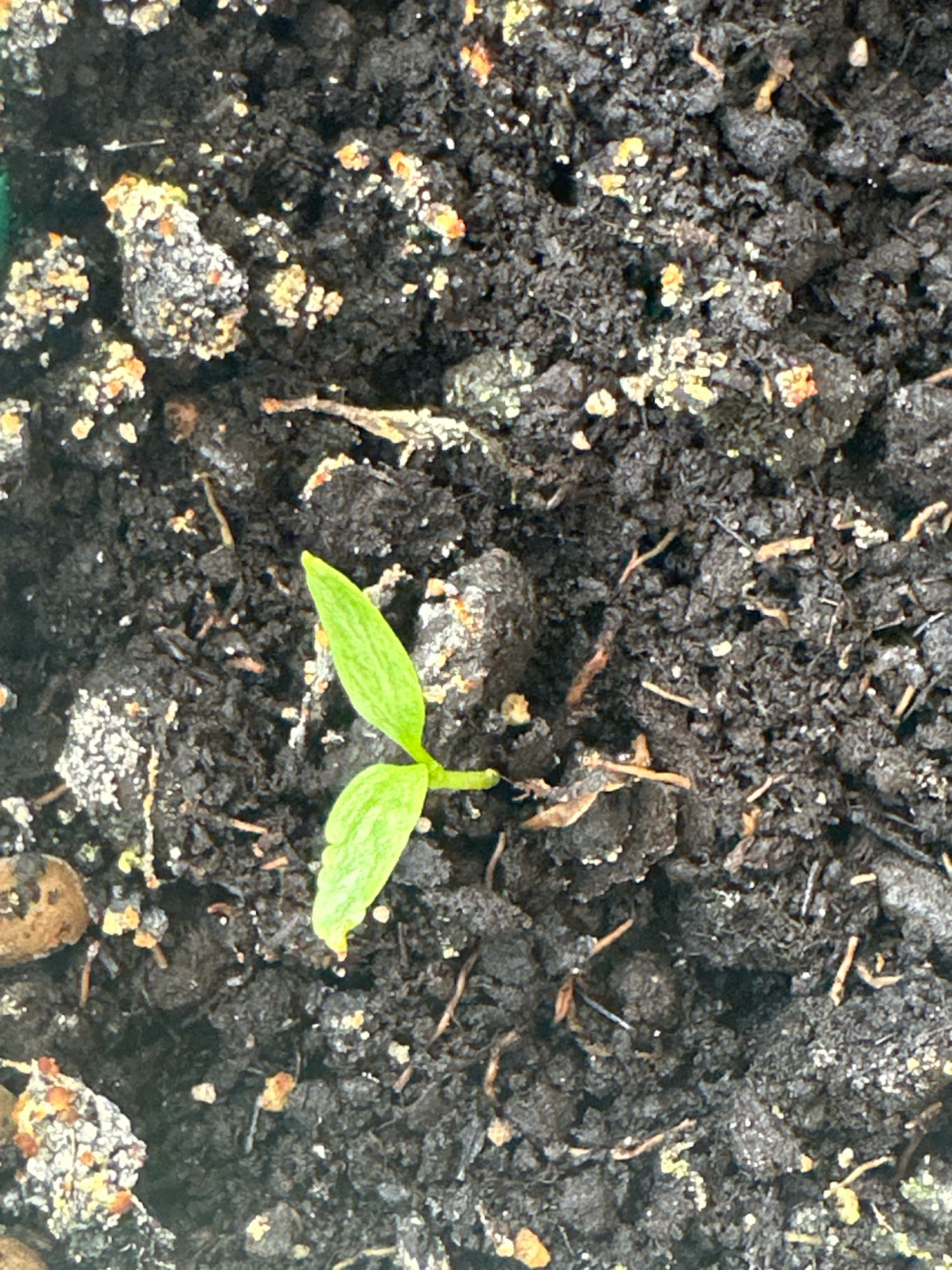 The image shows a close-up view of a small, green seedling emerging from dark soil. The seedling has two prominent, oval-shaped leaves and a slender stem. The soil appears moist and contains small organic particles and some lighter-colored mineral fragments. There are no discernible buildings, landmarks, or any indication of the city of Nevinnomyssk, Russia. The scene is static and focuses solely on the plant and its immediate environment.