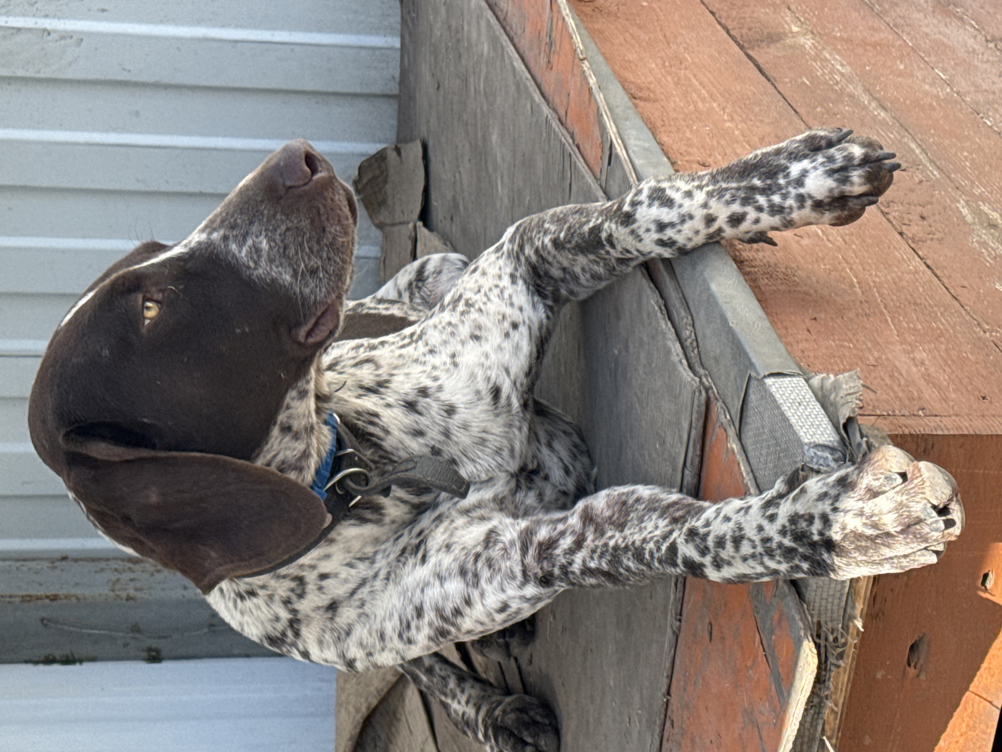 A German Shorthaired Pointer dog lies on a wooden structure. The dog has a brown head and ears, and a white body with brown spots. The dog is wearing a blue collar. The wooden structure is made of planks of varying colors. The background is a white, ribbed wall. The location is not discernable as Rostov-on-Don, Russia from the image alone.