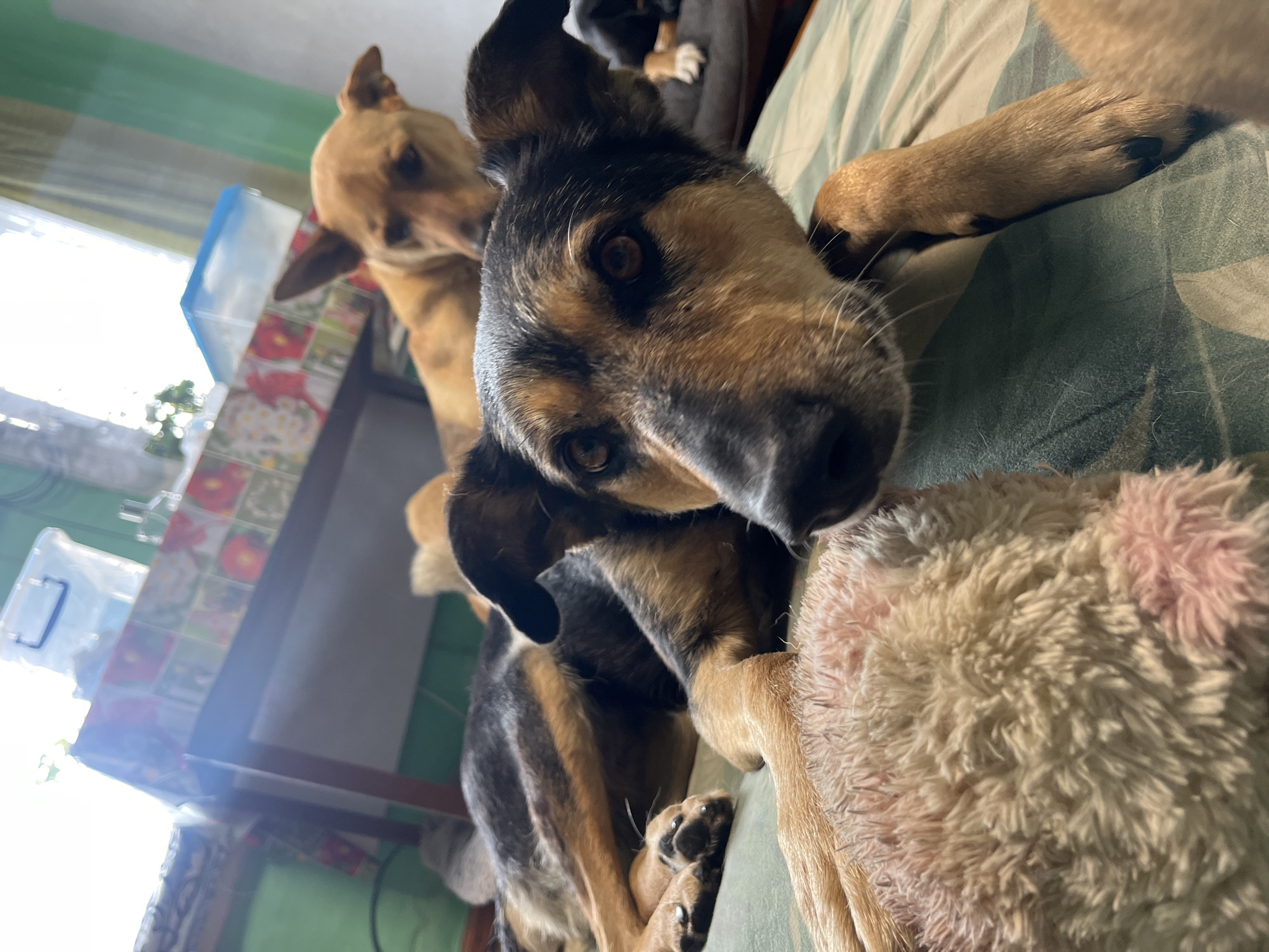 The image displays a close-up, low-angle shot of three dogs lying on a patterned surface, possibly a bed or sofa, with a fuzzy blanket in the foreground. The primary subject, a German Shepherd mix, is in the foreground, looking directly at the camera with its head resting on the blanket. Another dog, a tan-colored one, is in the middle ground, also looking towards the camera, with its head resting in front of the first dog. A third dog, mostly obscured, is visible in the background, lying on a raised surface that appears to be a dog bed. The environment suggests an indoor setting, with a table covered with a floral tablecloth visible in the background, along with a clear plastic storage container. Sunlight streams in from the left, creating lens flare and highlighting the scene. The overall atmosphere is relaxed and domestic. No specific location in Nizhny Tagil, Russia, is identifiable.