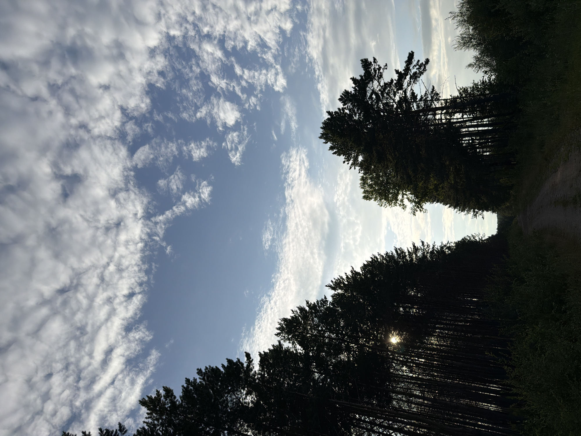 This image depicts a rural road in the city of Tsiolkovsky, Russia. The road is unpaved and runs through a dense forest of tall pine trees. The sun is setting, casting long shadows and creating a dramatic silhouette of the trees against the sky. The sky is filled with scattered clouds, some of which are illuminated by the setting sun. The overall mood of the image is serene and peaceful, with a sense of isolation and natural beauty.