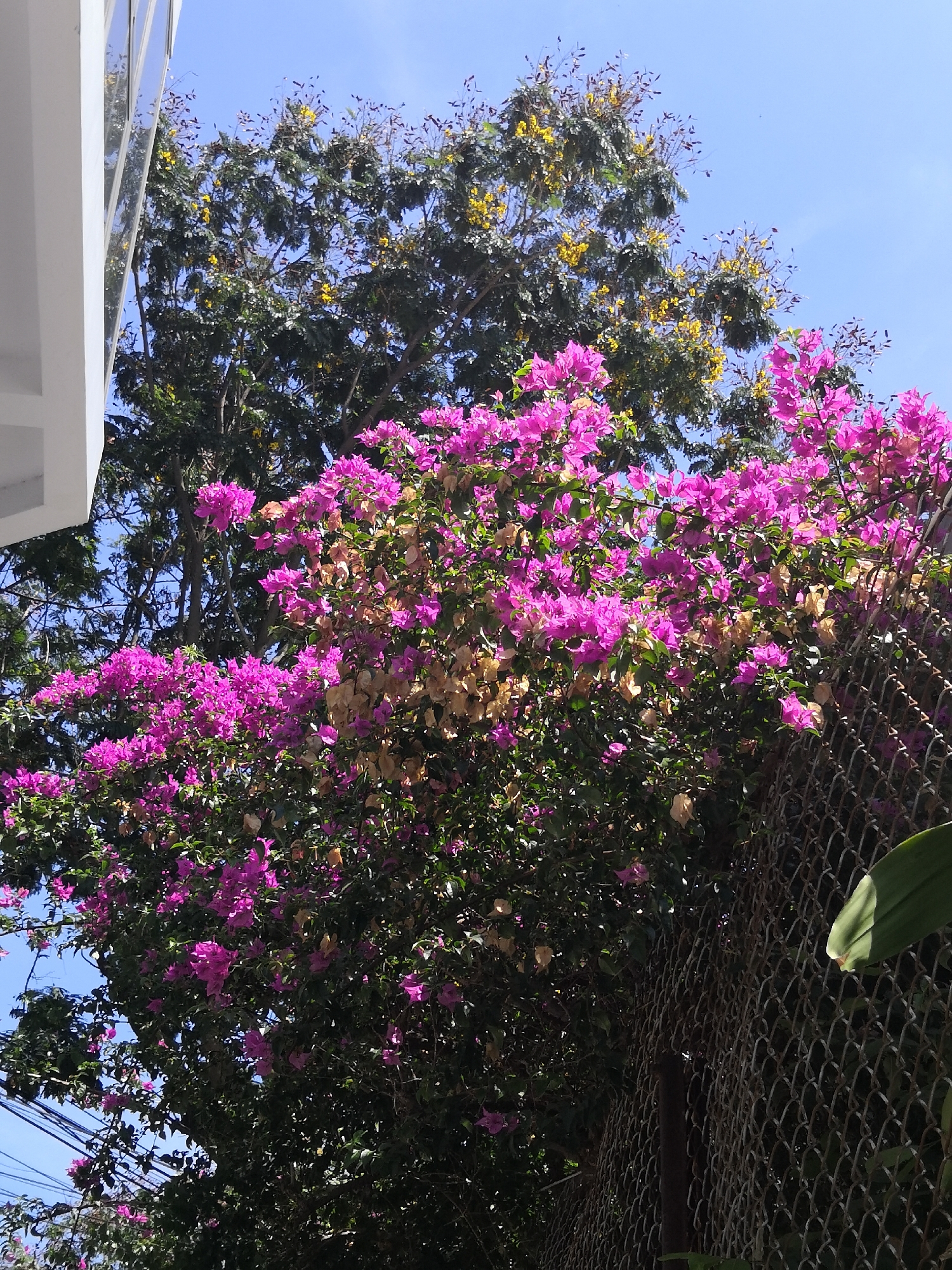 The scene is an upward-angled view in Bac Nha Trang Ward, Vietnam, under a clear blue sky. A vibrant magenta bougainvillea bush, displaying numerous bracts and interspersed dried brownish ones, dominates the midground and foreground, particularly on the right, and appears to grow over a rusted chain-link fence with visible dark metal posts. Behind the bougainvillea, a large tree with dark green foliage and clusters of small yellow flowers is visible, also showing some darker seed pods. A segment of a white building with reflective elements is present on the far left edge. Multiple black power lines run across the lower-left sky and foliage. A large, green leaf is partially visible in the bottom-right corner. No individuals or animals are present.