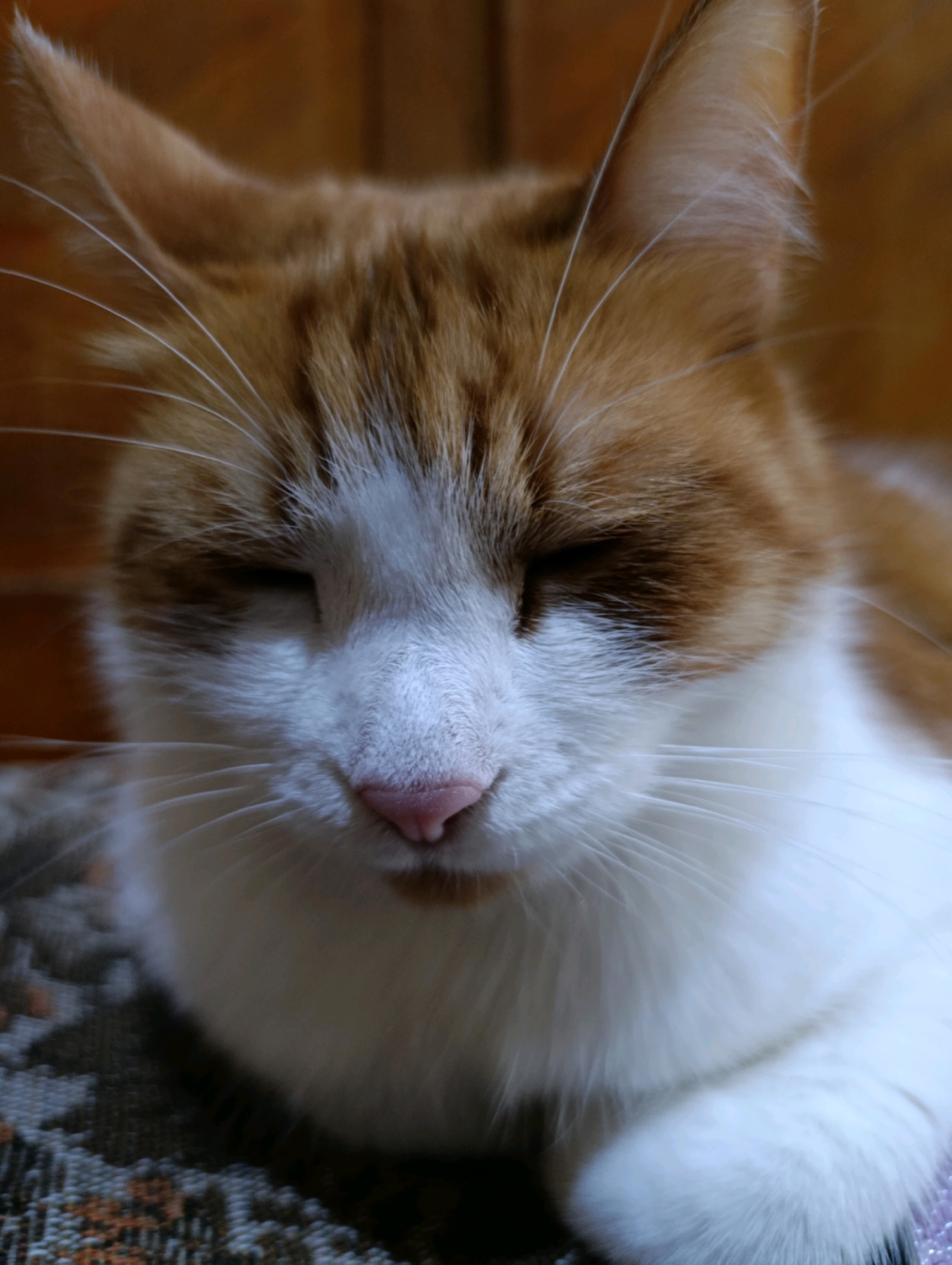 This is a close-up, head-on, eye-level shot of a ginger and white cat with its eyes mostly closed. The cat is lying down on a textured surface, possibly a rug or blanket, with visible orange and brown woven patterns. The background is a blurred, warm-toned surface, likely wood or a similar material, suggesting an indoor setting. The cat's fur is prominent, with white fur on its muzzle and chest, and ginger tabby markings on its head and ears. Its pink nose is clearly visible, as are its long white whiskers. The lighting is soft, creating a gentle glow on the cat's face. The image does not contain any elements that indicate a location in Cherkasy, Ukraine.
