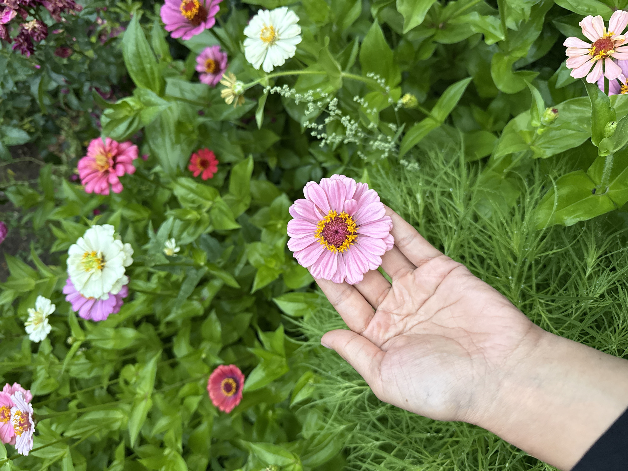 A hand with light skin tone is shown holding a pink zinnia flower in the center of the frame. The flower has delicate pink petals with a yellow and pink center. The hand and flower are positioned in front of a dense bed of green foliage and various zinnia flowers of different colors, including pink, white, and red. The background is out of focus, creating a bokeh effect. The scene appears to be outdoors, in a garden setting. The image does not provide any specific indicators of its location in Boru-Bash, Kyrgyzstan.