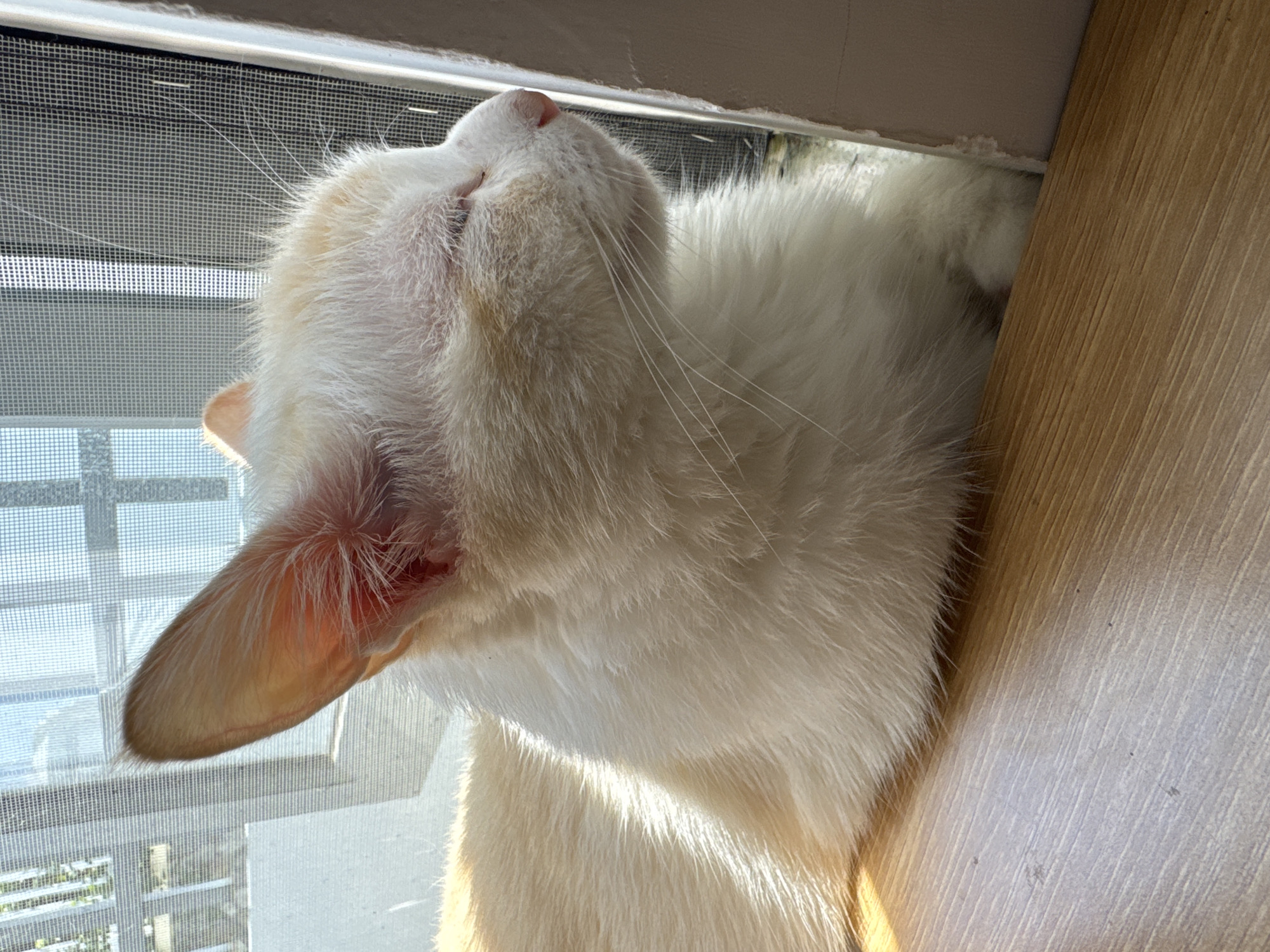 A close-up shot captures a light-colored cat with orange markings resting near a window. The cat is positioned on a wooden surface, with its body partially obscured by its fur. Sunlight streams in, illuminating the cat's fur and casting shadows. The background shows a window screen and a glimpse of the outdoors, suggesting an indoor setting with a view. The overall impression is one of peaceful repose in a domestic environment. There are no indications of any specific location within the city of Bac Nha Trang Ward, Vietnam.