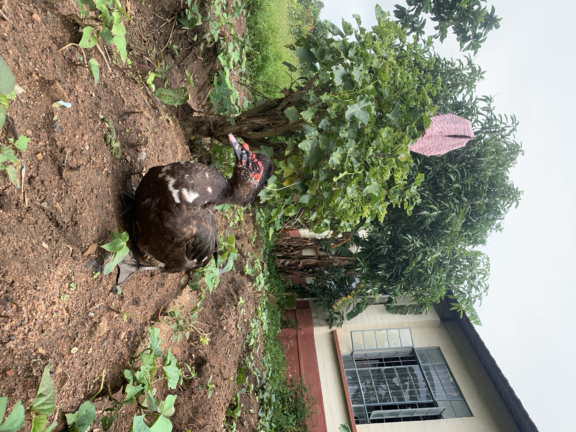 A dark-colored duck with red caruncles around its eyes and beak stands on a patch of exposed dirt and vegetation. The duck is positioned in the foreground, facing slightly to the left, with its webbed feet visible. Behind the duck, a tree with green leaves and a pink cloth item hanging from a branch is prominent. To the right of the tree, a building with light-colored walls, red trim, and large windows with metal bars is visible. The environment appears to be outdoors, with a cloudy sky overhead. The scene is likely a rural or semi-rural setting within Kuru Karama, Nigeria, possibly a school or residential compound with cultivated land.