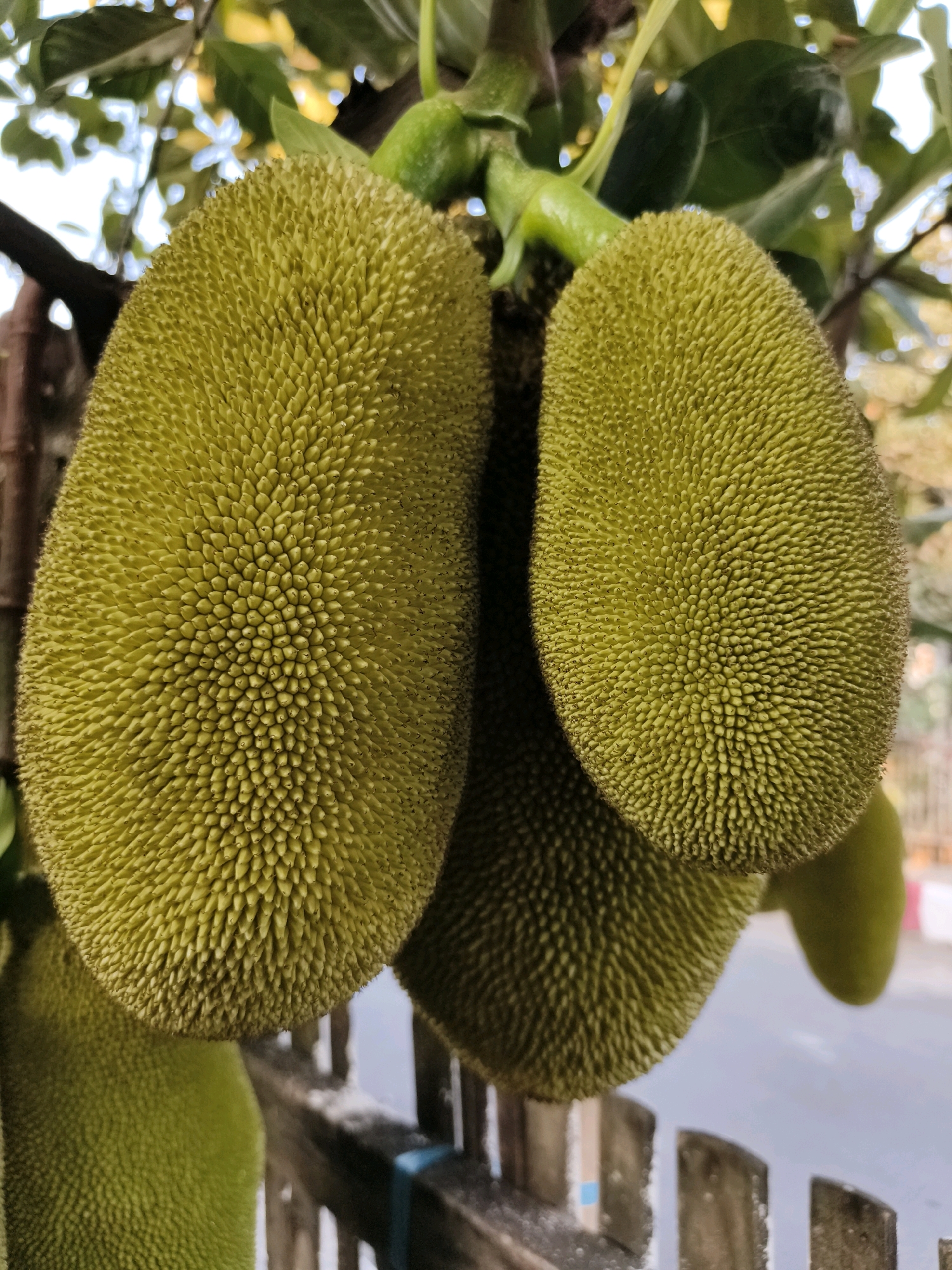 In Tombatu, Indonesia, several large jackfruits hang from a tree, their spiky green exteriors prominently displayed. One jackfruit is positioned in the foreground, filling much of the left side of the frame, while another is to its right, slightly overlapping. A third jackfruit is visible behind and between the first two. The fruits are attached to a branch, with some green leaves and thinner branches visible in the background. Below the fruits, a wooden fence with vertical slats is partially visible, with a blurred background suggesting an outdoor, possibly urban or suburban, setting. The lighting indicates it is daytime.
