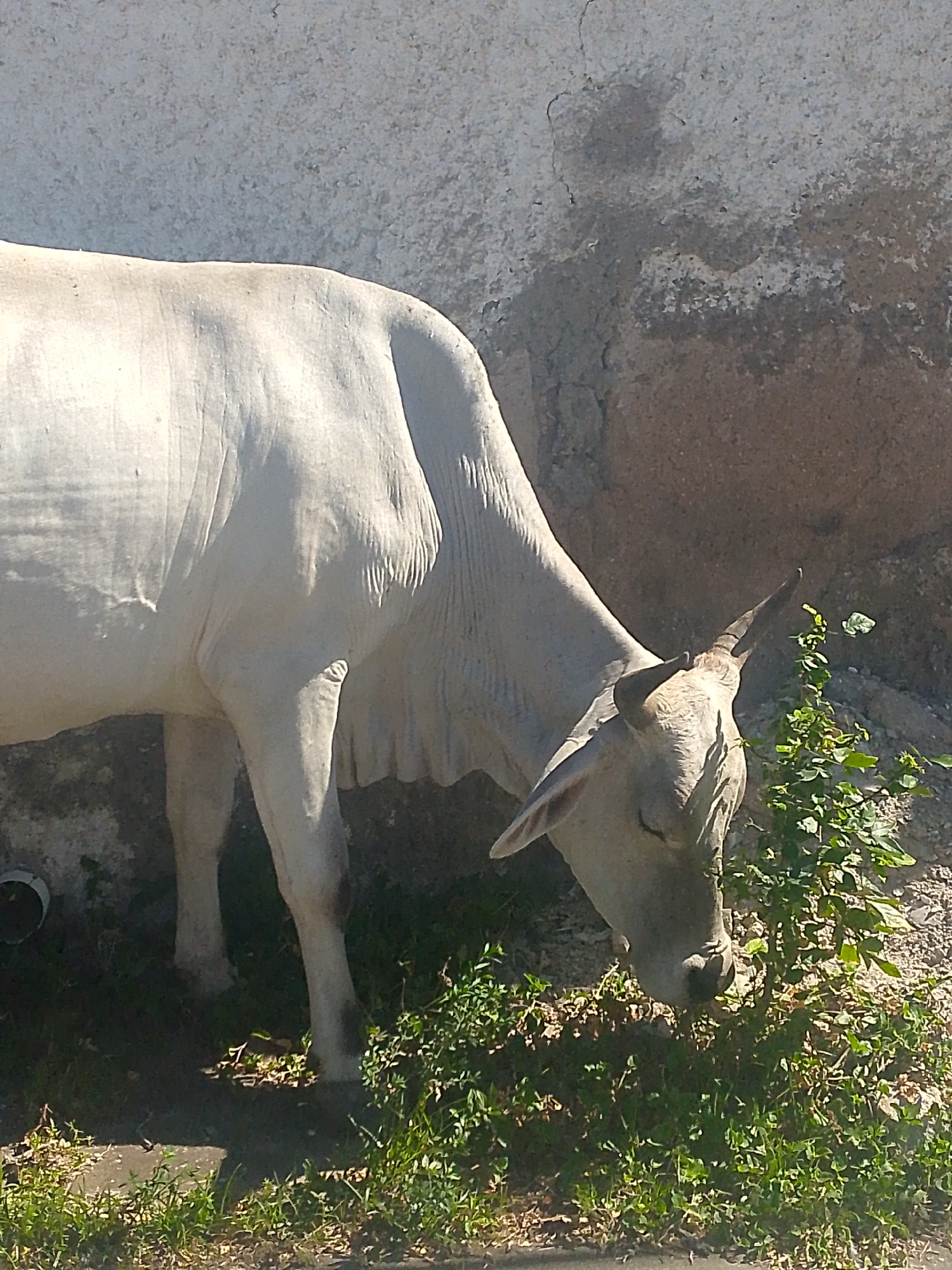 A light-colored bull grazes near a partially shaded, textured wall. The bull is mostly white, with visible muscle structure and short horns. It is angled to the right, head down, eating green foliage. Short green grass is in the foreground. A dark pipe is partially visible on the left side of the frame. The scene is in daylight. The city of Juan Griego, Venezuela is not visually confirmed.