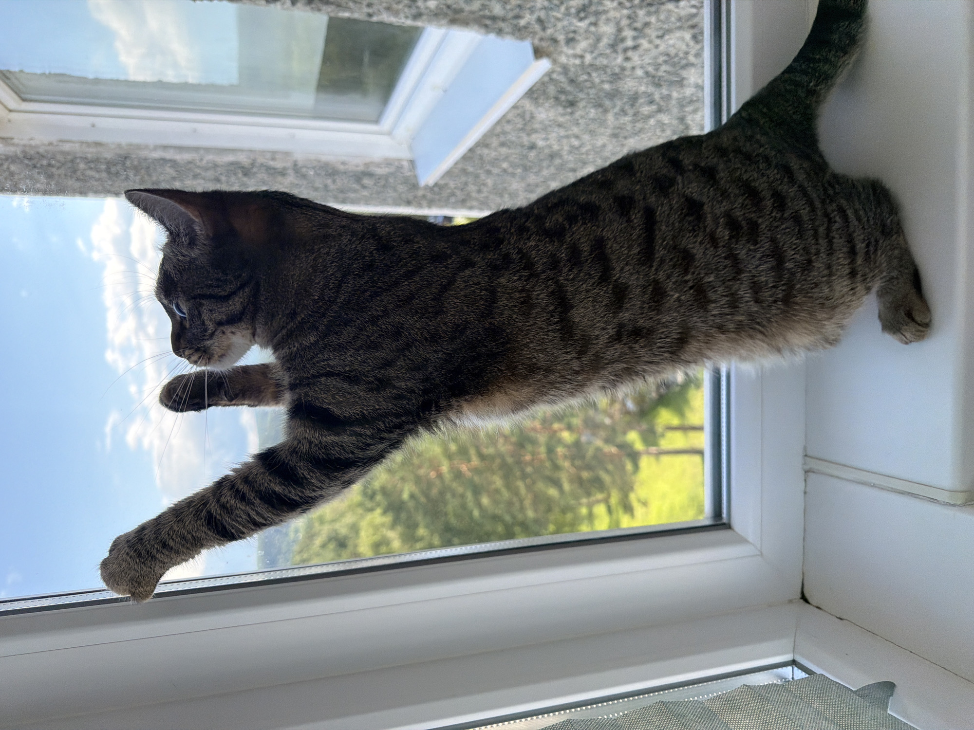 A tabby cat stands on its hind legs on a windowsill, reaching up with its front paws toward a window. The cat is dark brown with black stripes. Behind the cat, through the window, a green landscape with trees is visible under a bright blue sky with scattered white clouds. The windowsill is white and the window frame is white with some textured grey exterior wall. The image appears to have been taken indoors, looking outwards. The location is the city of Tryokhgorny, Russia.